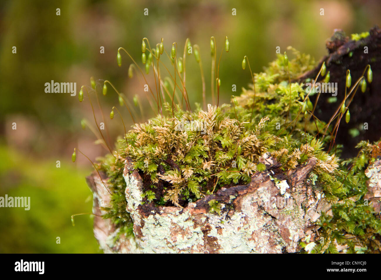 Plantes Moss avec spore gélules dans bois de cris à Galloway, Scotland Banque D'Images