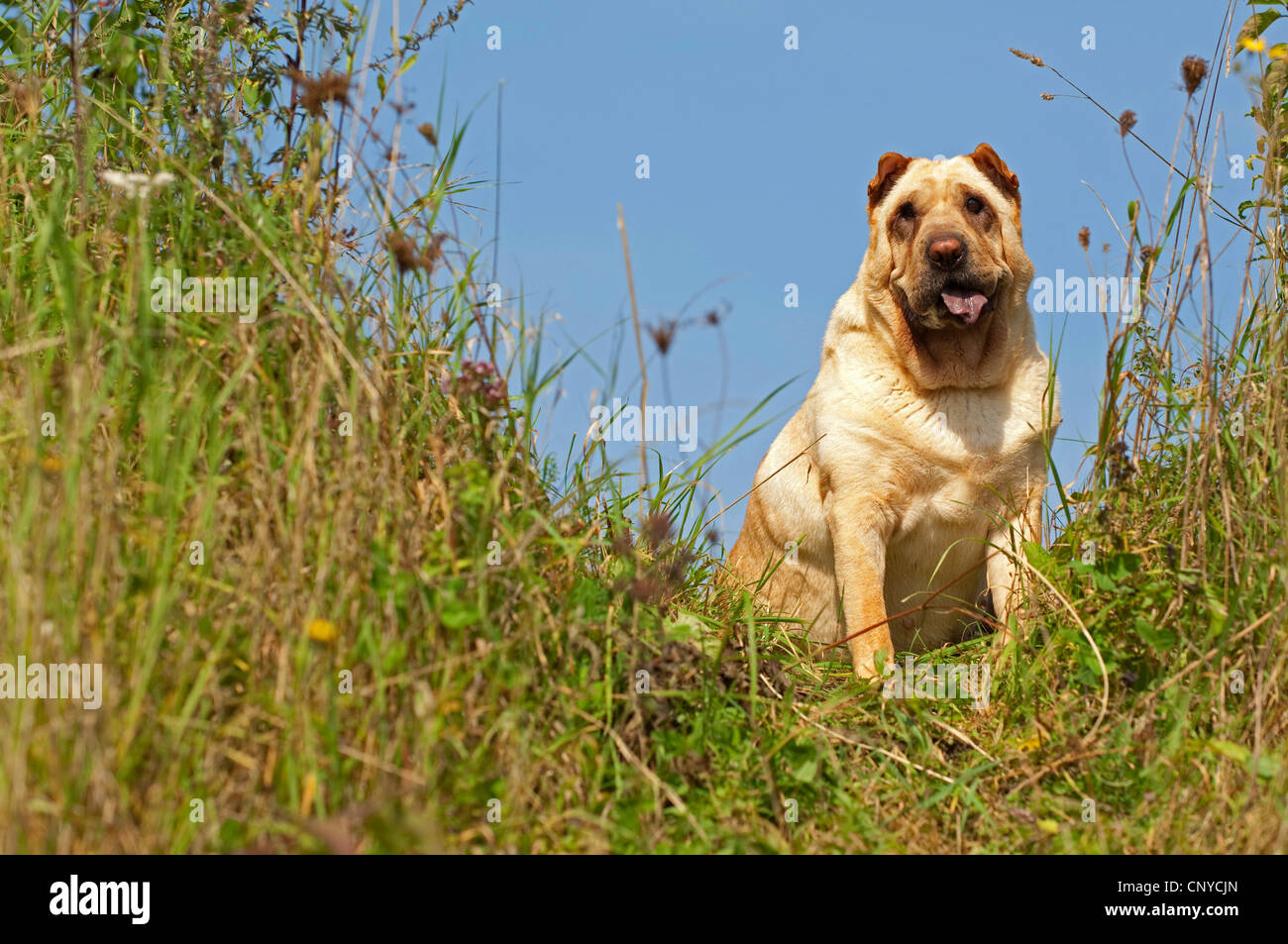 Shar Pei, Chinois Shar-Pei (Canis lupus f. familiaris), assis dans le pré Banque D'Images