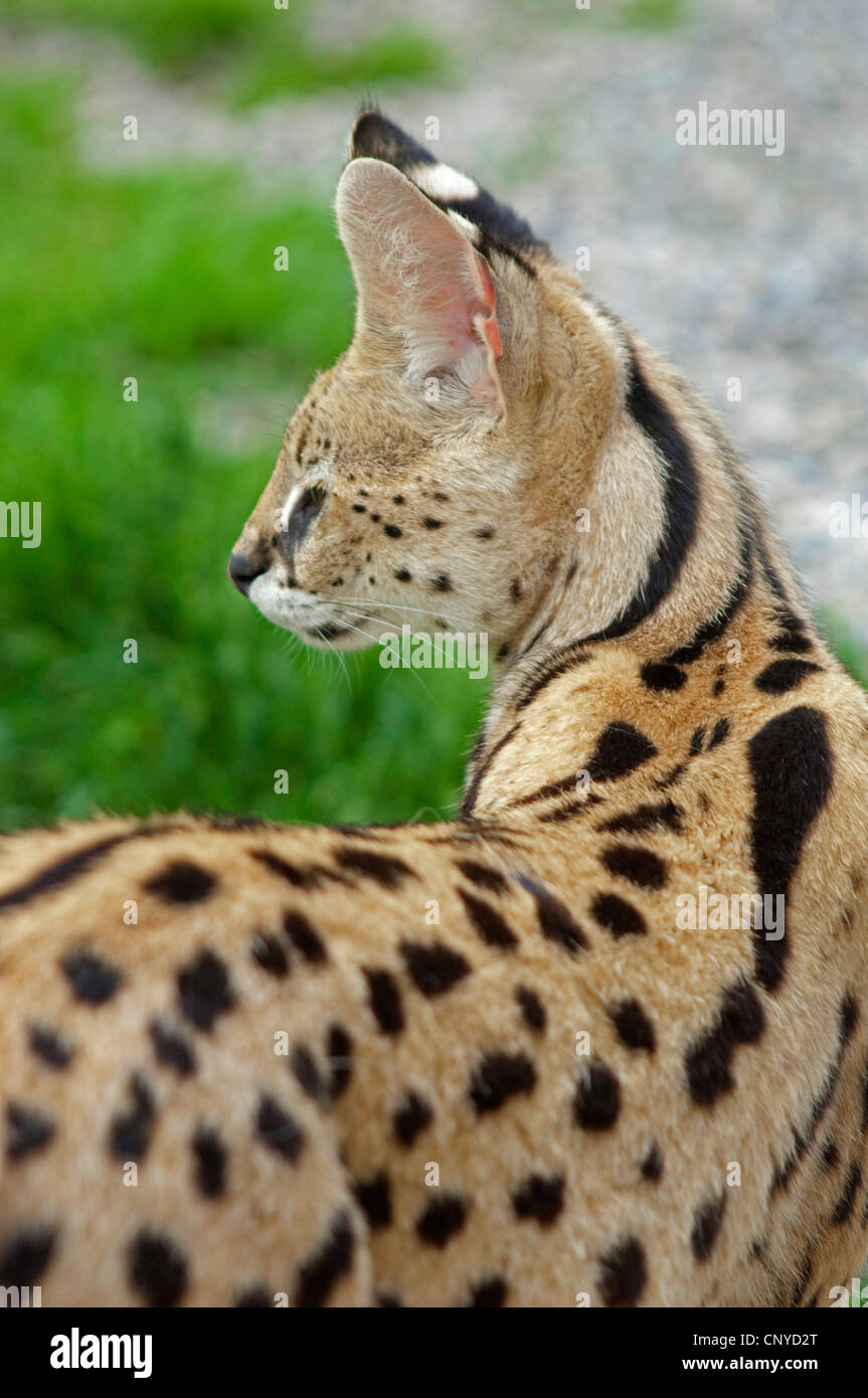 Serval (Leptailurus serval (Felis serval), sur la montre Banque D'Images