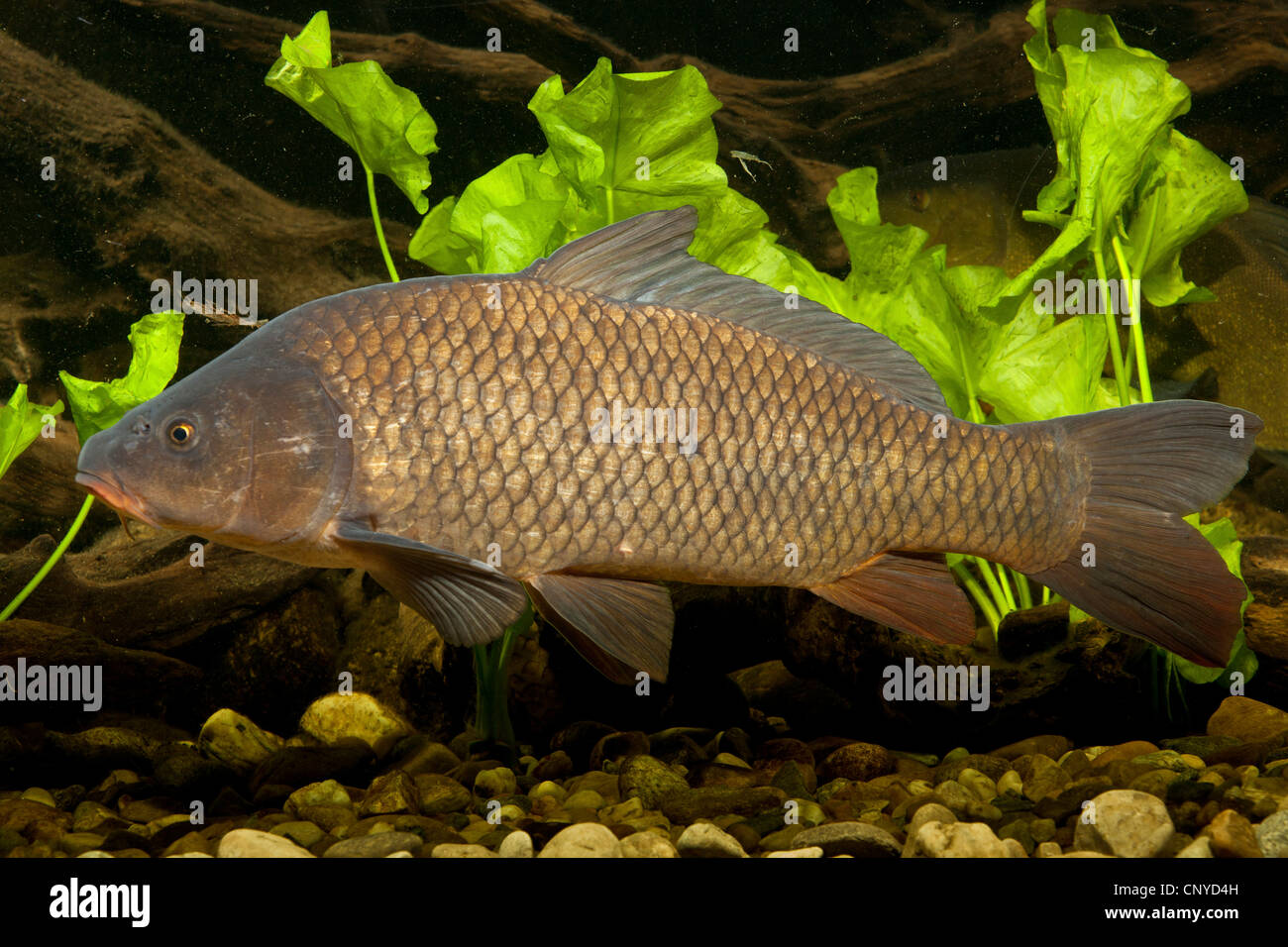 La carpe, la carpe commune, la carpe (Cyprinus carpio), carpe sauvage à l'eau d'un sol de galets Banque D'Images