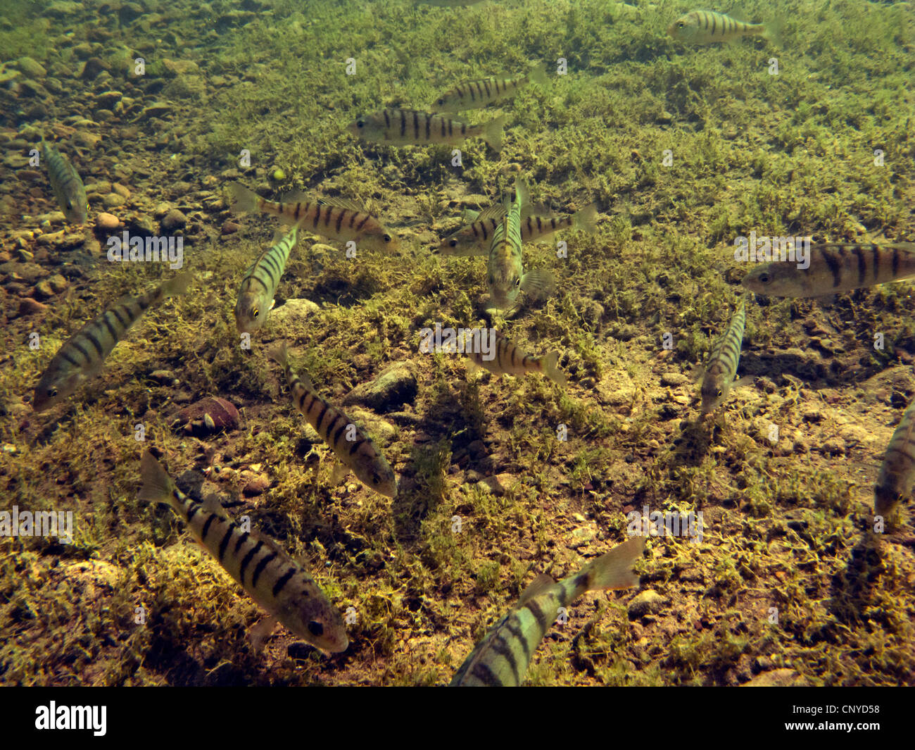La perche, sandre européen, Redfin perchaude (Perca fluviatilis), haut-fond à la recherche de nourriture chez les charales, Allemagne, Bavière, le lac de Chiemsee Banque D'Images