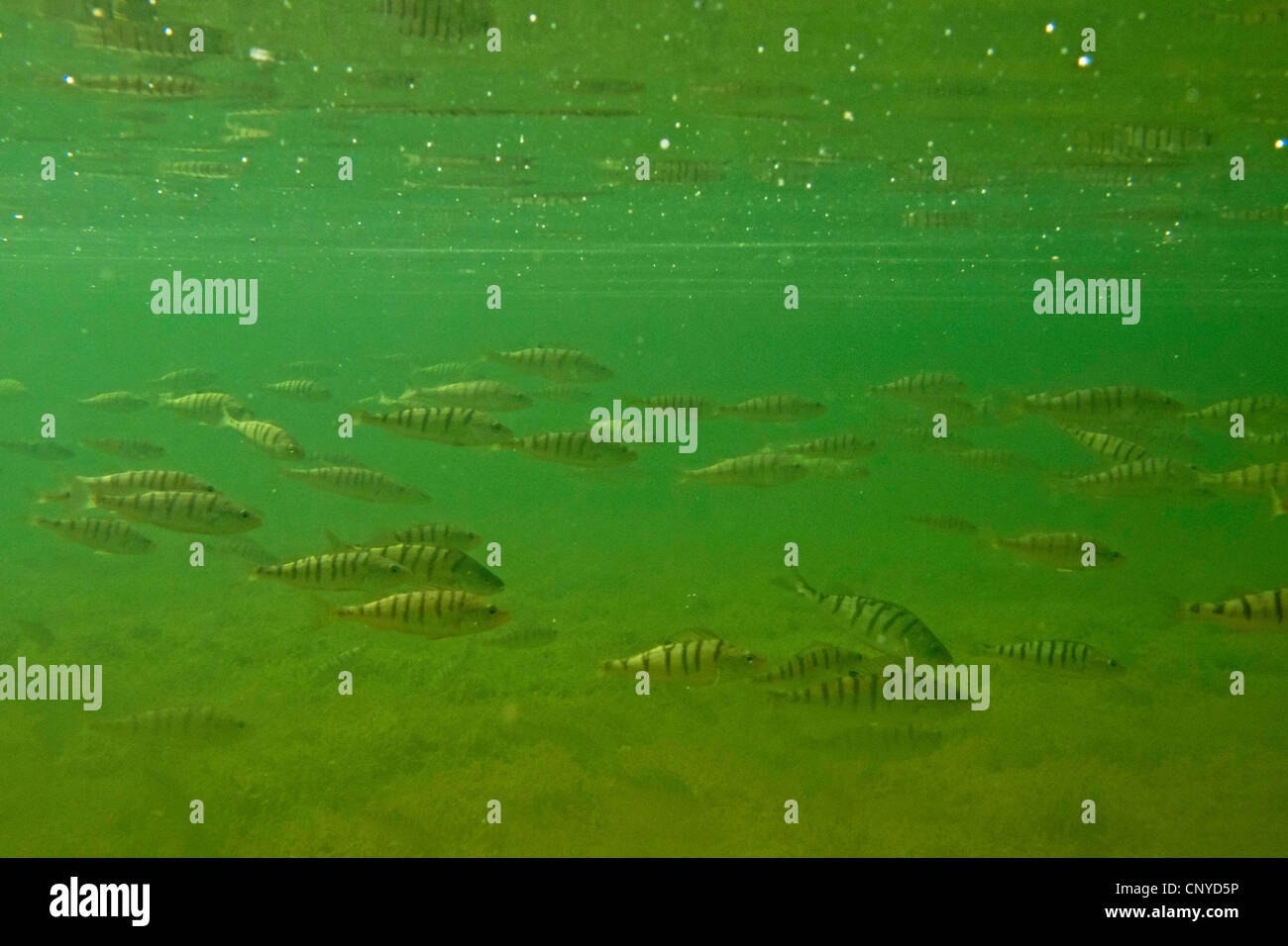 La perche, sandre européen, Redfin perchaude (Perca fluviatilis), haut-fond, l'Allemagne, la Bavière, le lac de Chiemsee Banque D'Images