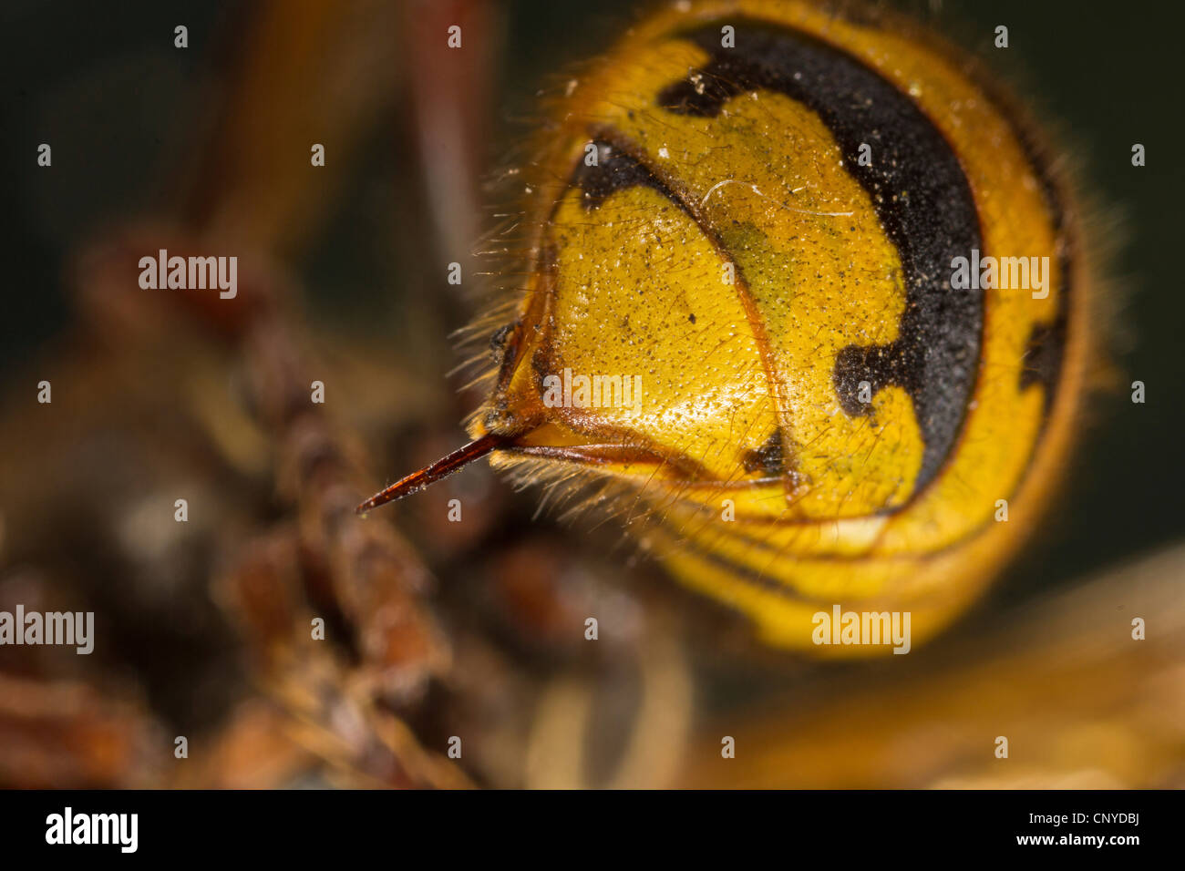 Hornet, brown, hornet hornet Européen (Vespa crabro), l'arrière-train avec poison sting Banque D'Images