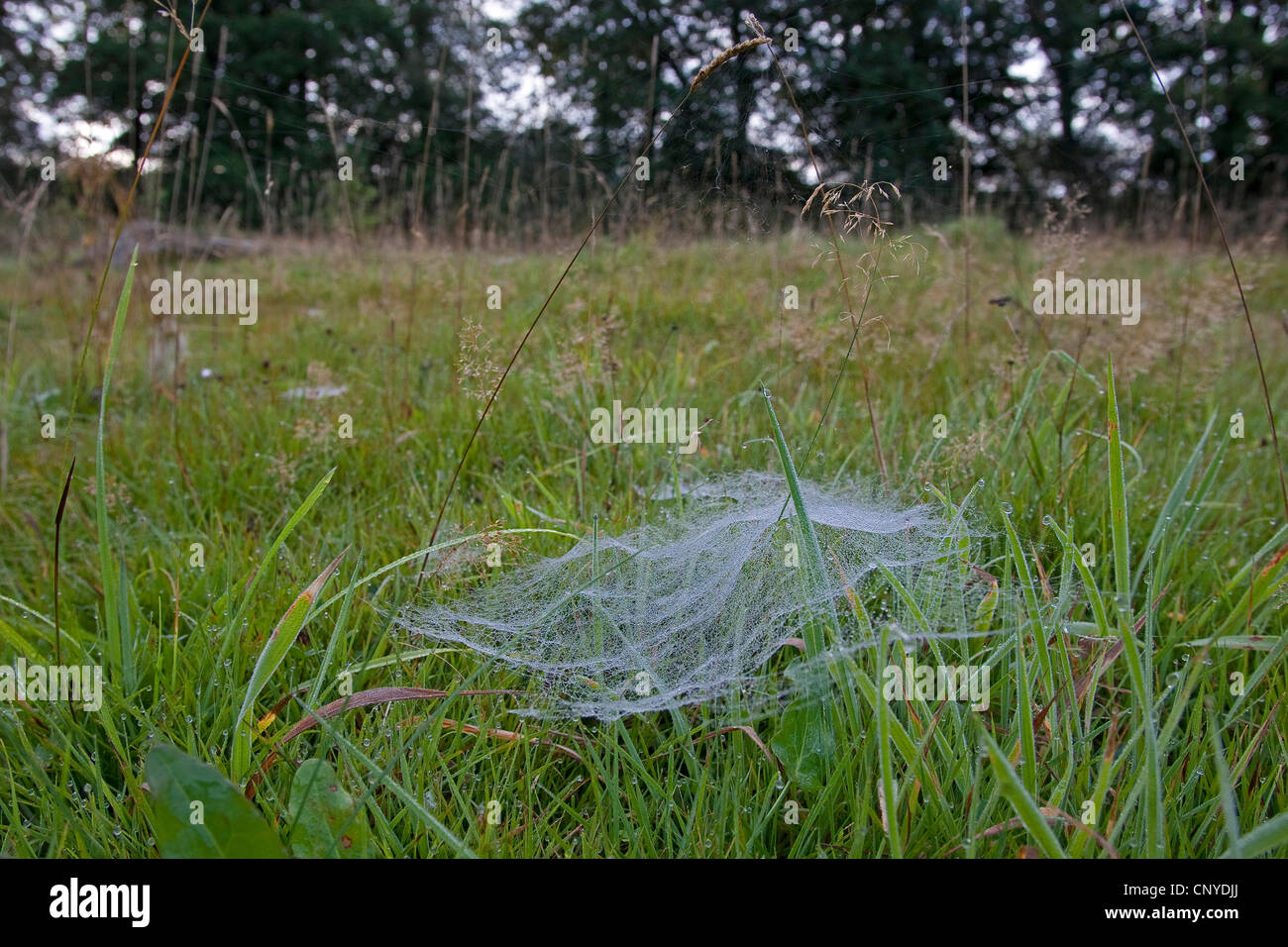 Fiche européenne-robot, araignée d'argent, feuille-web weaver, tissage de ligne ligne, araignée Linyphia triangularis (Weaver), net typique en forme de baldaquin dans un pré couvert de rosée du matin Banque D'Images