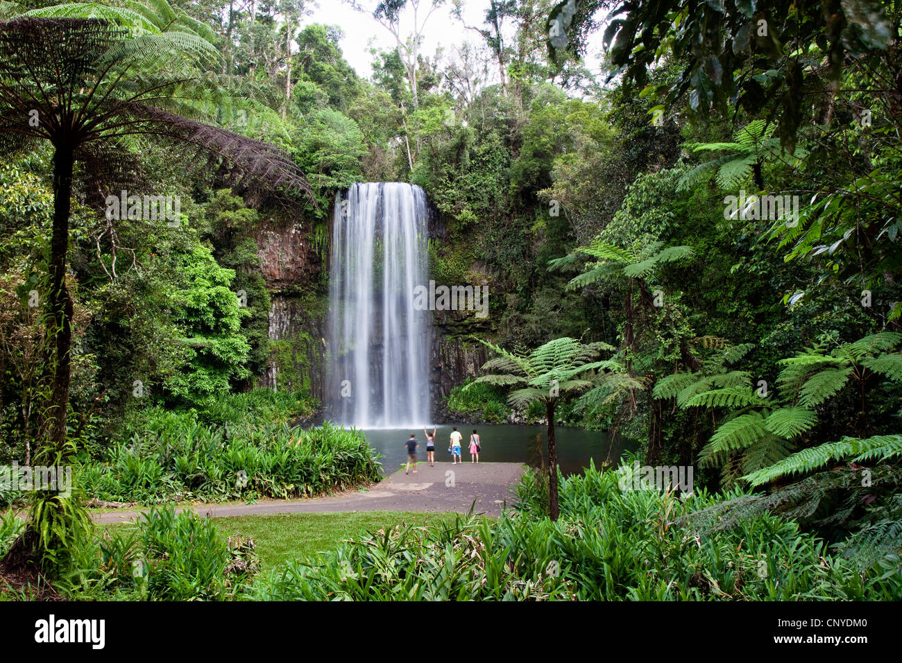 Millaa Millaa Falls, Australie, Queensland, Atherton Banque D'Images