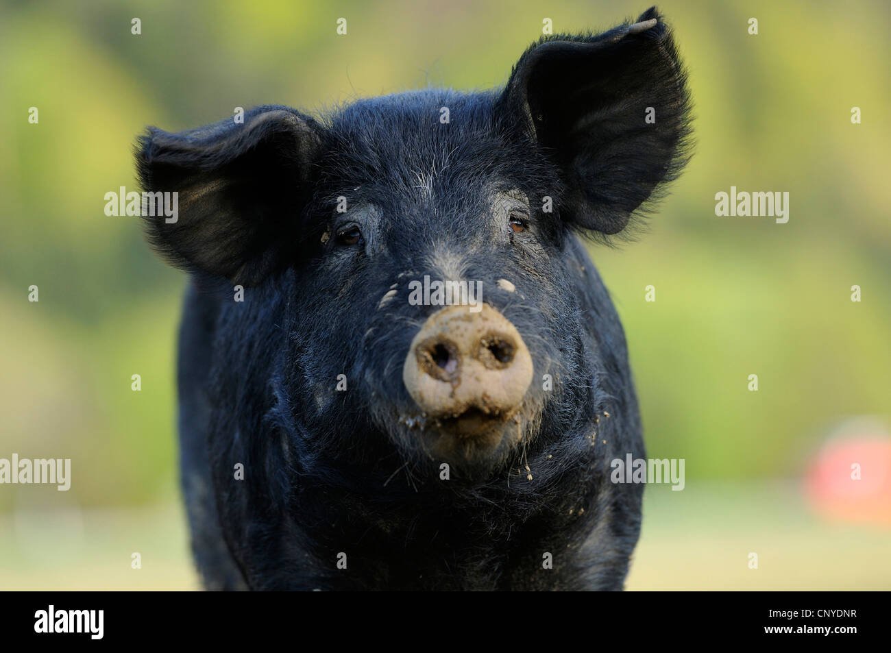 Porc domestique (Sus scrofa domestica) f., portrait Banque D'Images
