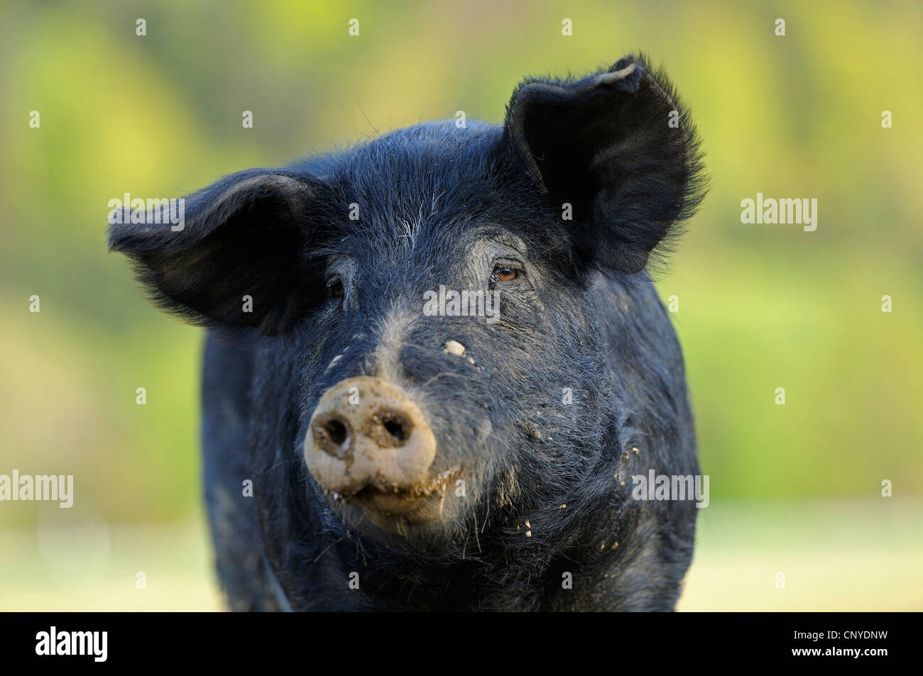 Porc domestique (Sus scrofa domestica) f., portrait Banque D'Images