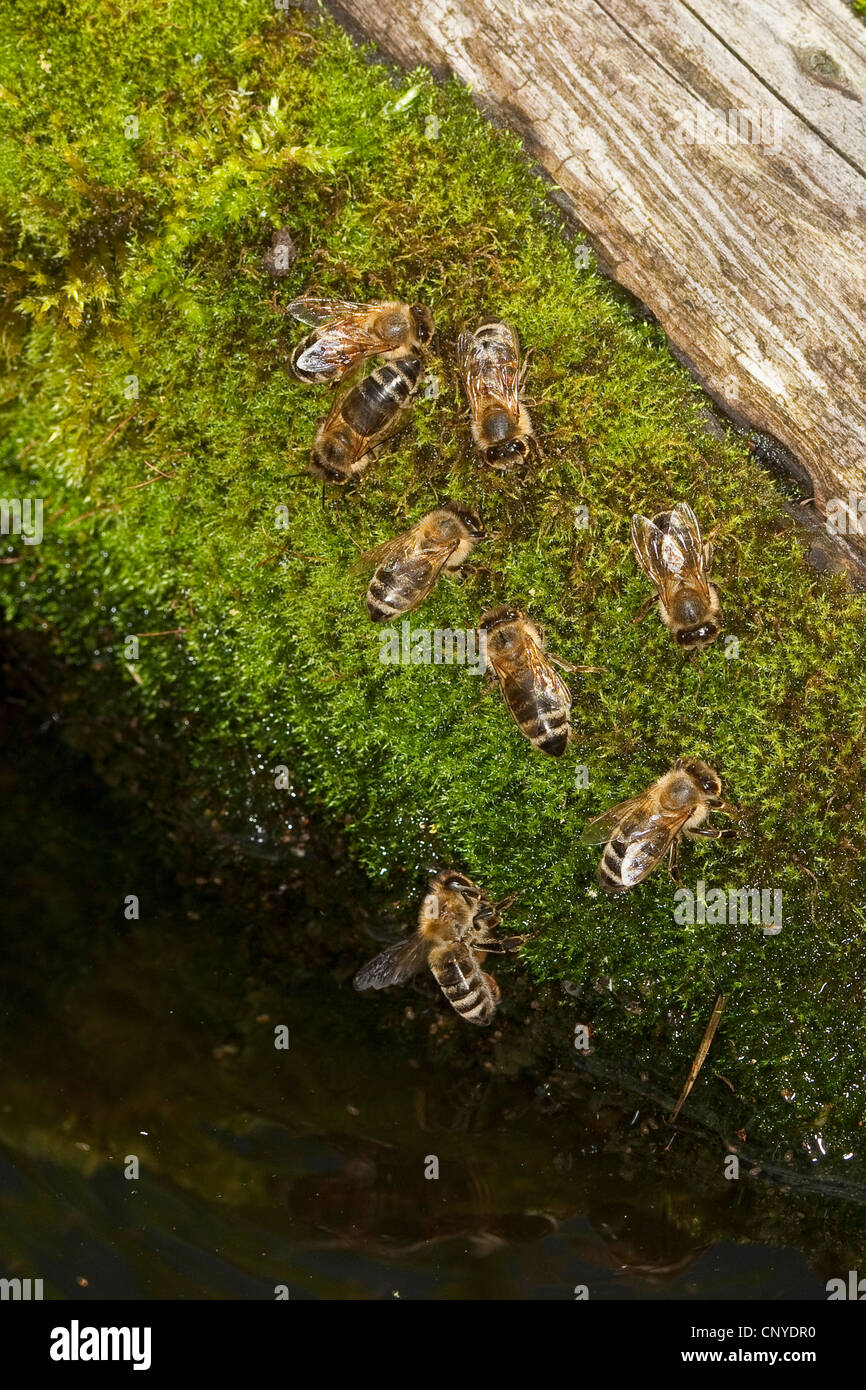 Ruche, l'abeille Apis mellifera mellifera (abeille), les abeilles du miel à l'eau potable moussus, Allemagne Banque D'Images