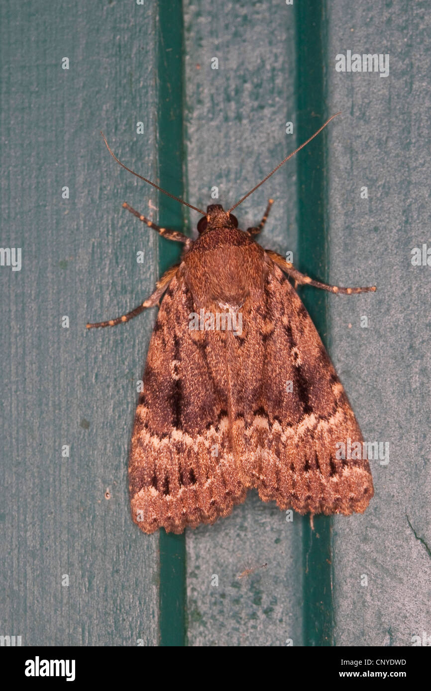 Ailes de cuivre, bosse, Vert Vert pyramidale (pyrale des atocas Amphipyra pyramidea), assis à un jardin clôture, Allemagne Banque D'Images