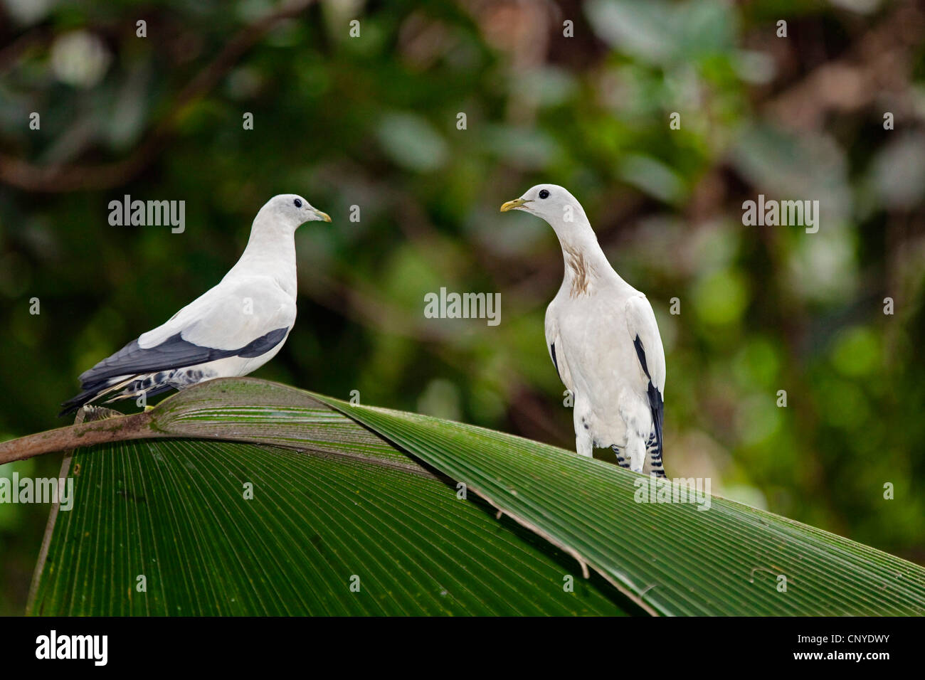 Grand Imperial Imperial Torresian pigeon, Pigeon (Ducula spilorrhoa), assis sur une feuille de palmier, de l'Australie, Queensland, Atherton Banque D'Images