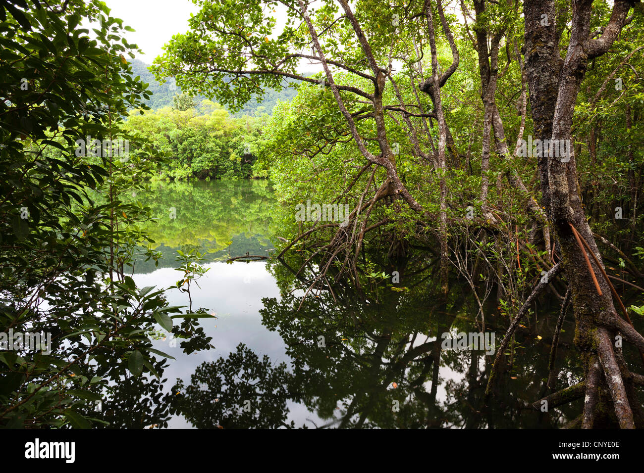 Le parc national de Daintree, mangroves, l'Australie, Queensland, parc national de Daintree Banque D'Images