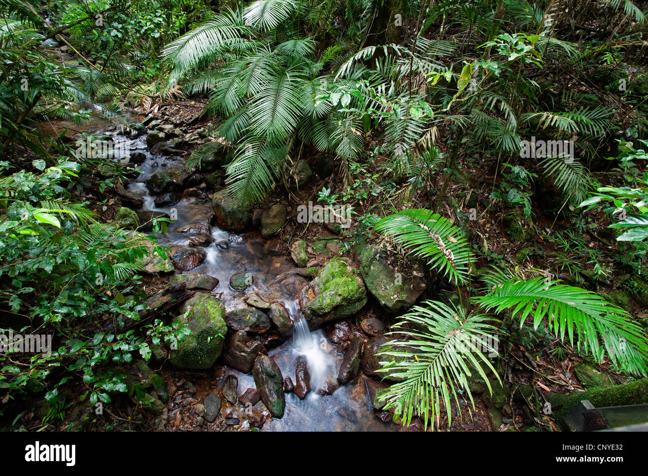 Creek dans rainforest, Australie, Queensland, parc national de Daintree Banque D'Images