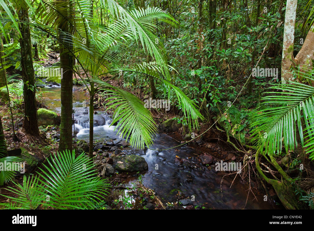 Creek dans rainforest, Australie, Queensland, parc national de Daintree Banque D'Images