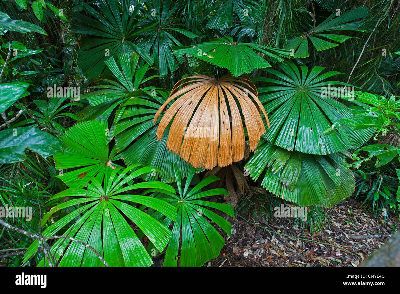 Red latan Palm, Palm Ventilateur australienne (Licuala ramsayi), Ventilateur Palms dans rainforest, , l'Australie, Queensland, parc national de Daintree Banque D'Images