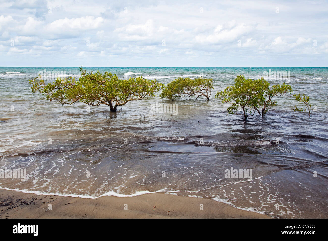 Les mangroves à marée haute, l'Australie, Queensland, parc national de Daintree Banque D'Images