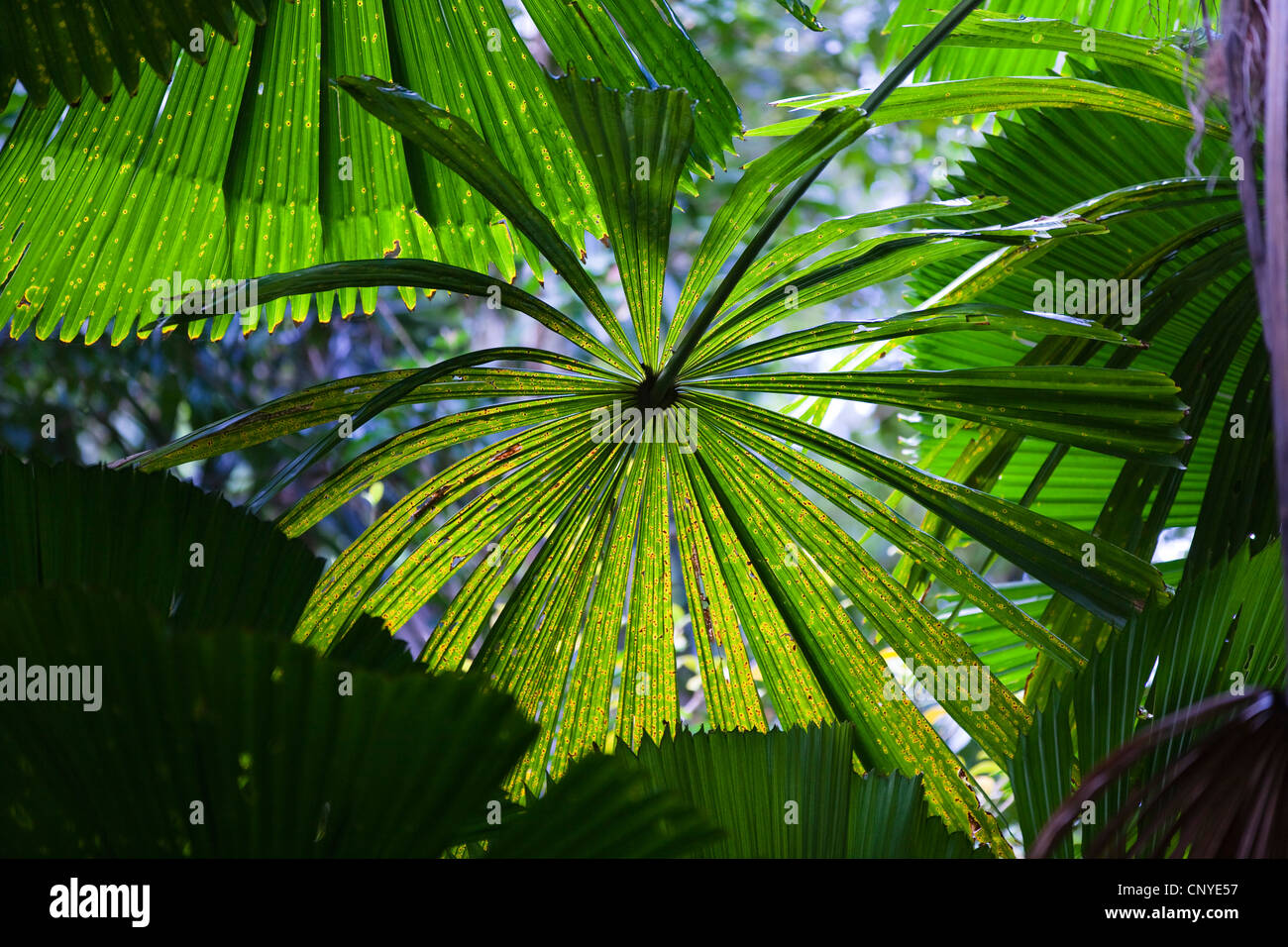 Feuilles de palmier rouges Banque de photographies et d’images à haute ...