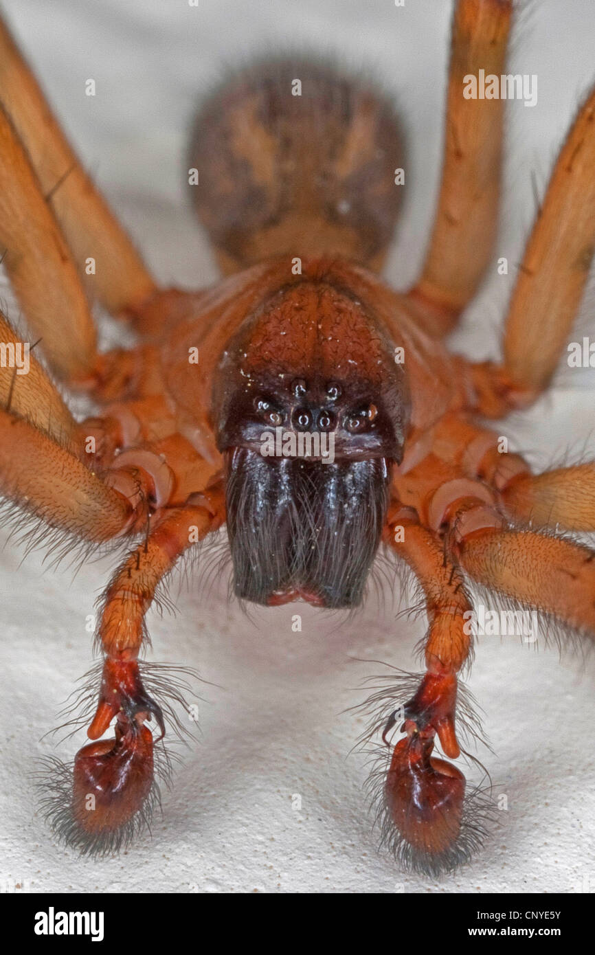 Weaver spider, dentelle Dentelle fenêtre weaver (Amaurobius similis), homme à un prix mur avec le suceur de voir clairement Banque D'Images