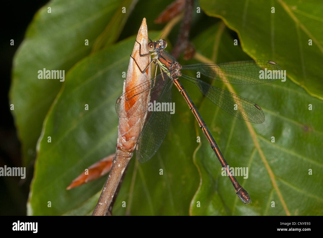 Mererald willow (demoiselle Lestes viridis, Chalcolestes viridis), femme assise sur un bourgeon de hêtre, Allemagne Banque D'Images