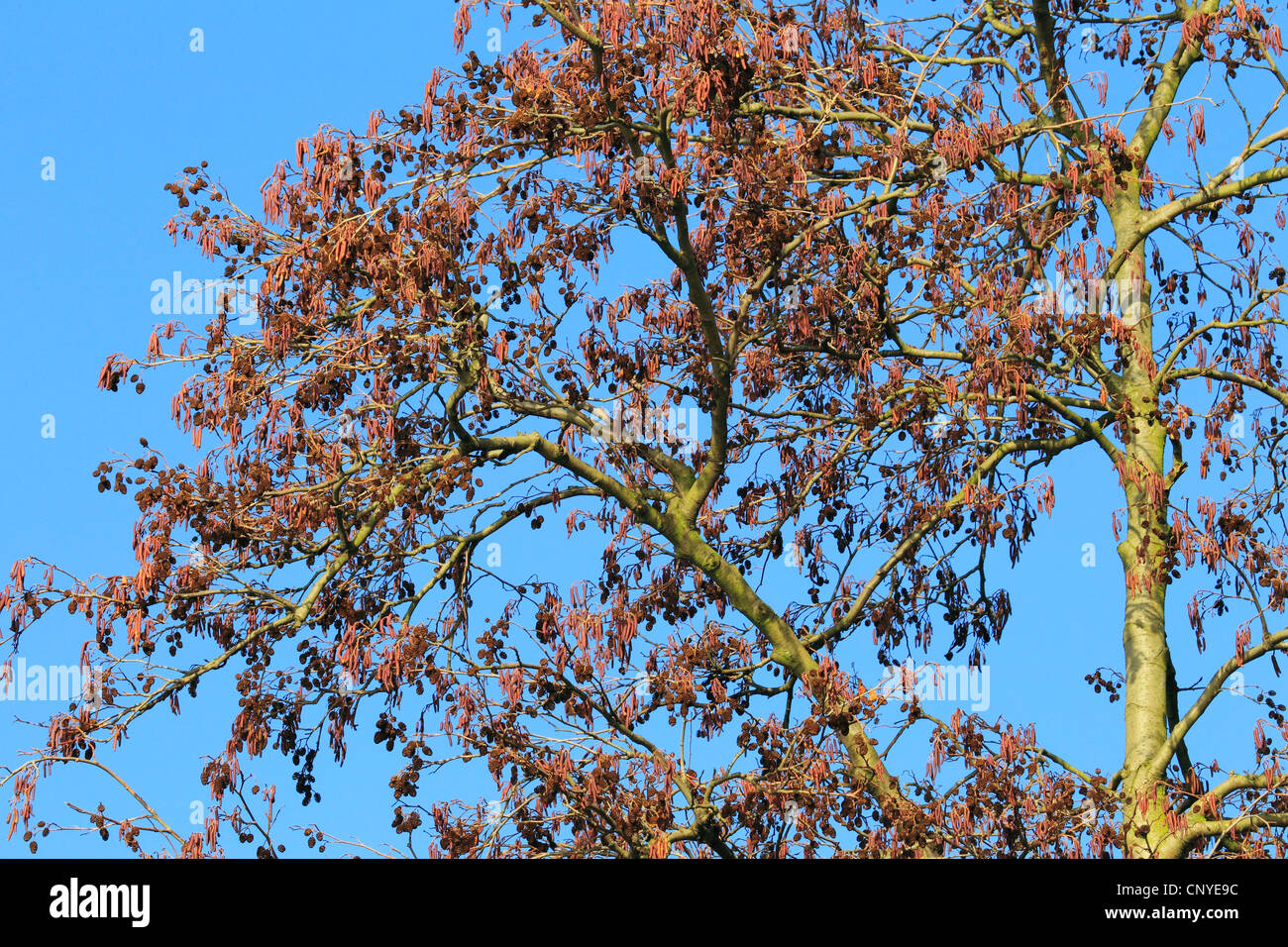 Pin noir d'Europe, l'aulne (Alnus glutinosa), l'aulne en fleurs, Allemagne Banque D'Images