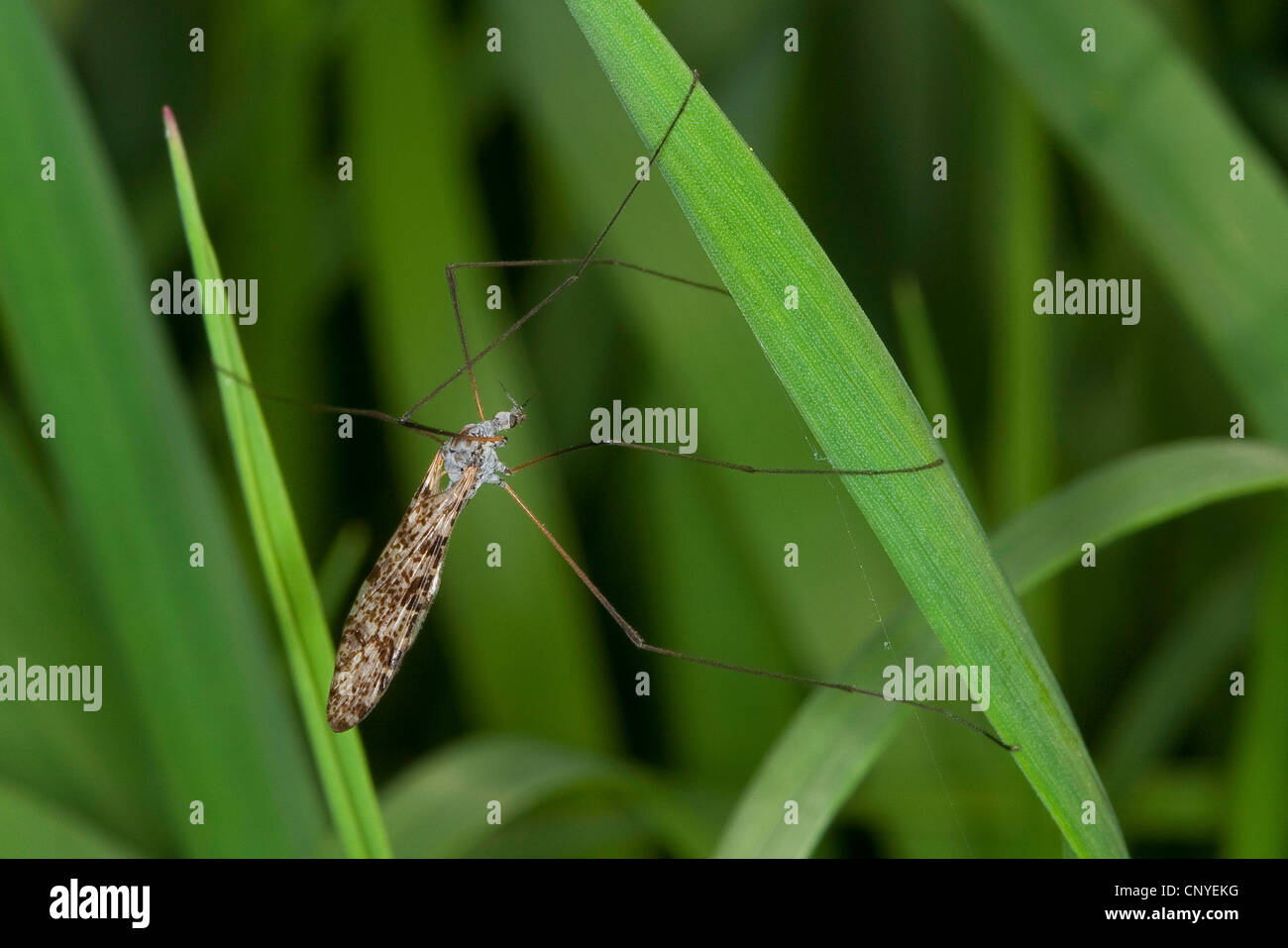 Court-palped cranefly (Limnophila spec.), suspendu entre deux brins d'herbe Banque D'Images