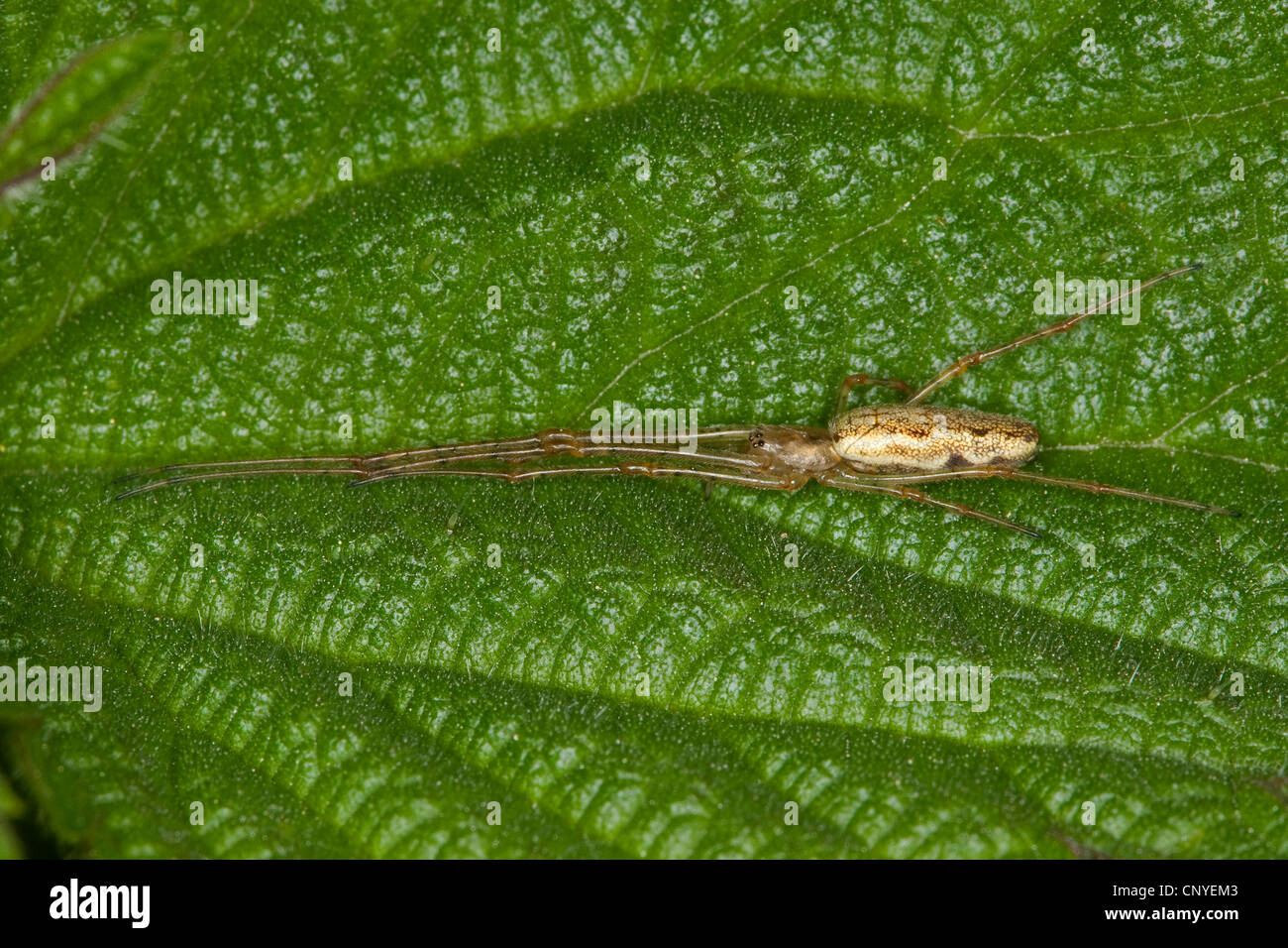Une araignée plate, long-orb weaver plate (Tetragnatha montana), assis sur une feuille Banque D'Images