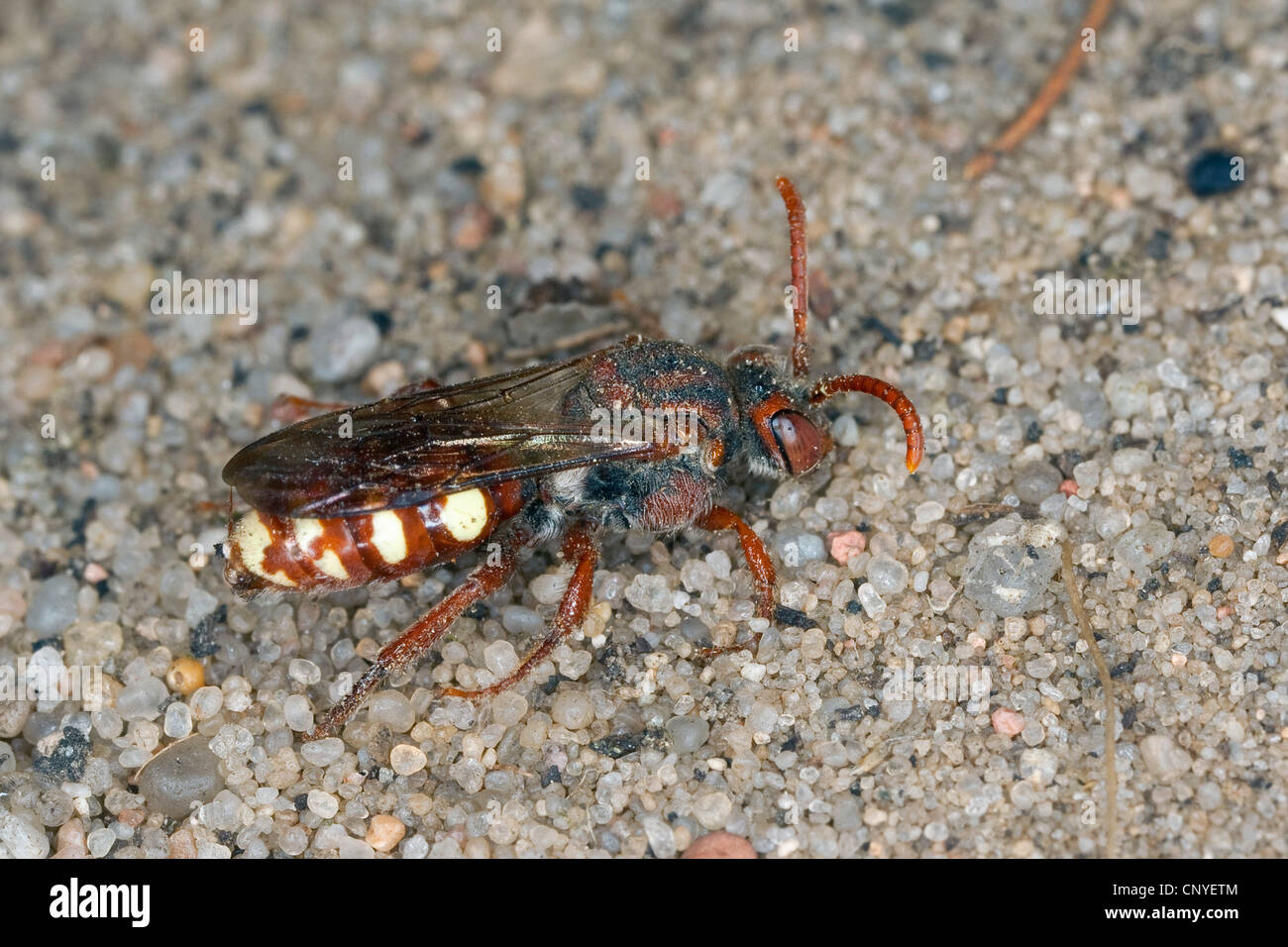 Cuckoo bee (Nomada alboguttata), assis sur le sol de sable Banque D'Images