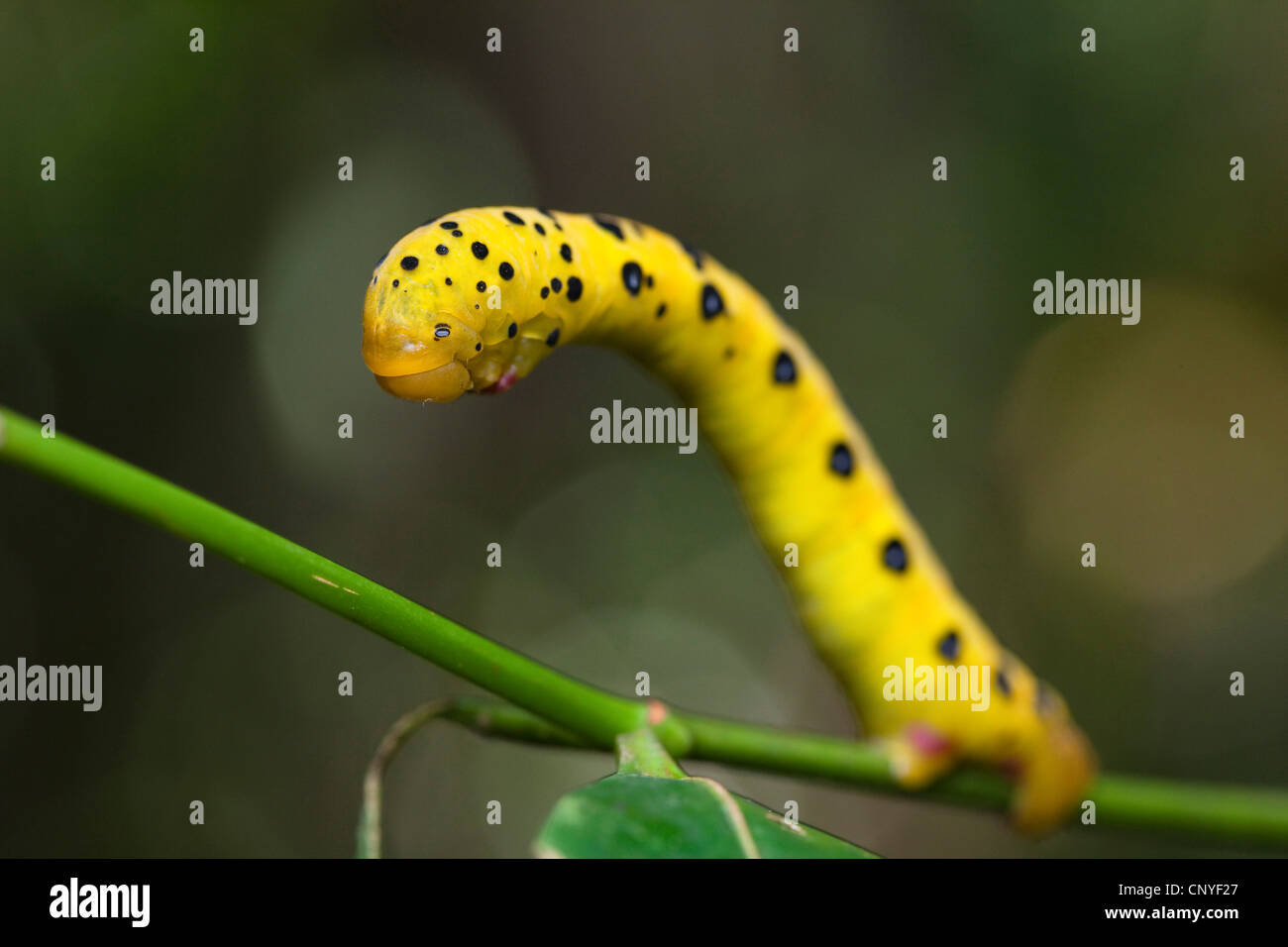 4 heures d'amphibien (Dysphania numana, Dysphania fenestrata), Caterpillar sur une branche, l'Australie, Queensland, parc national de Daintree Banque D'Images