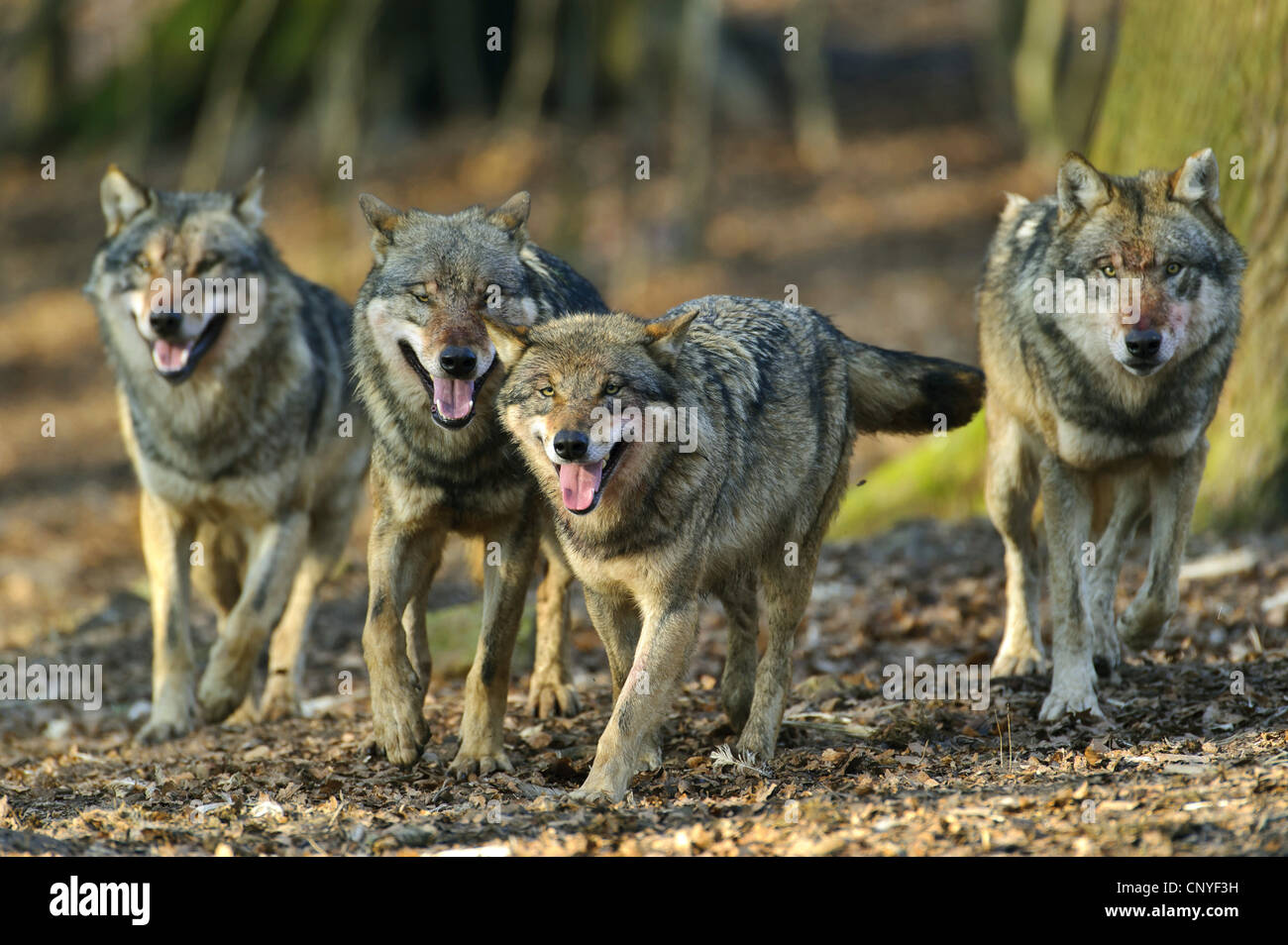 Le loup gris d'Europe (Canis lupus lupus), pack marche à travers une forêt, ALLEMAGNE, Basse-Saxe Banque D'Images