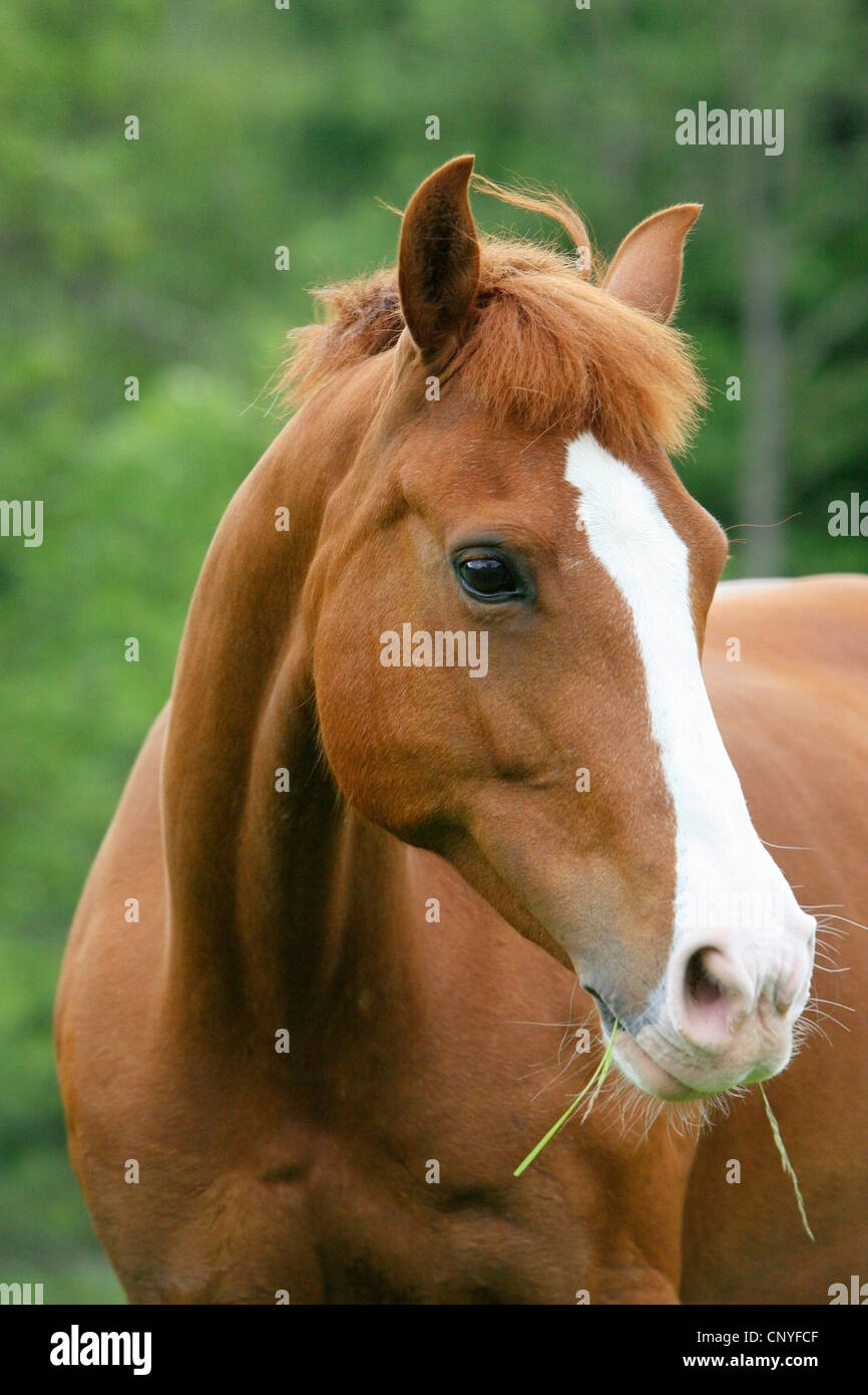 Cheval domestique (Equus caballus przewalskii. f), la mastication, Allemagne Banque D'Images