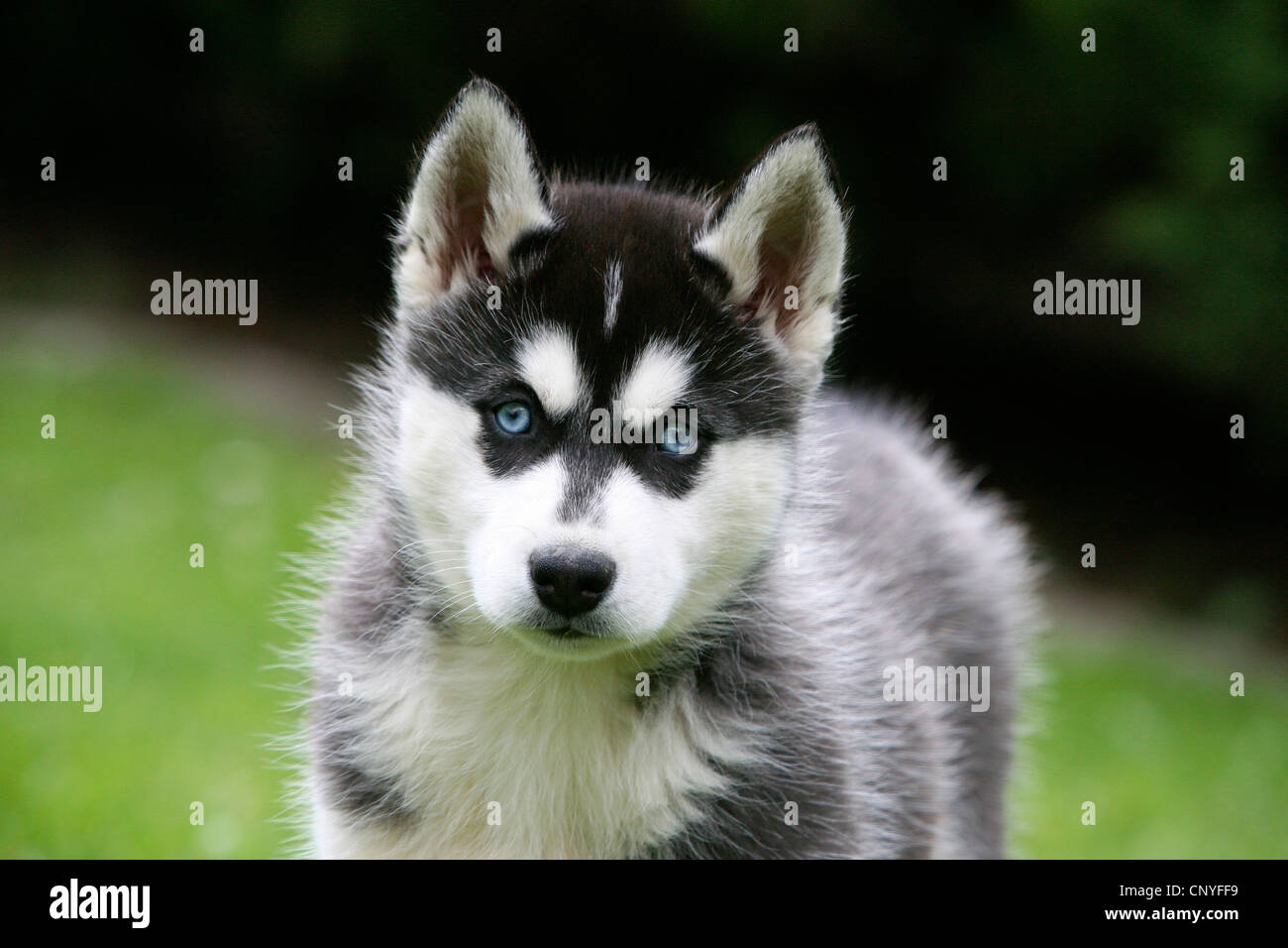 Husky de Sibérie (Canis lupus f. familiaris), portrait d'un chiot Banque D'Images