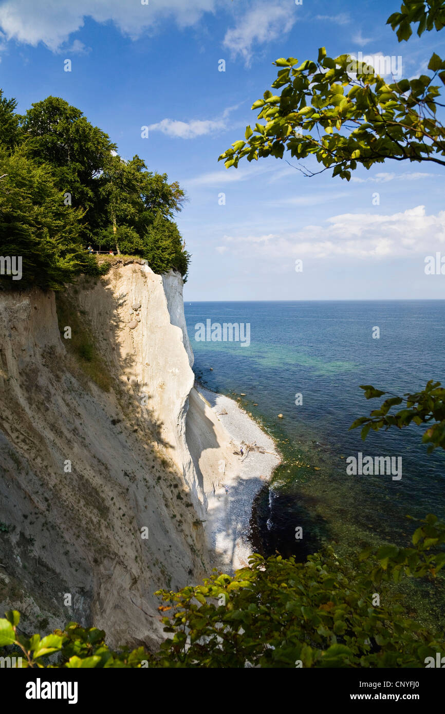 La falaise de craie, de l'Allemagne, de Mecklembourg-Poméranie-Occidentale, le Parc National de Jasmund Banque D'Images