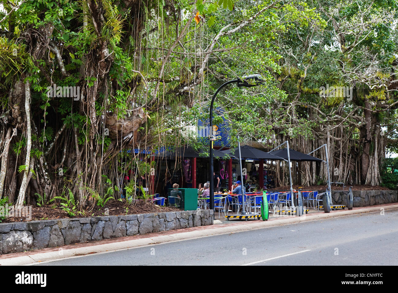 White Fig, Strangler Fig Tree (Ficus virens), à côté d'un café avec terrasse, l'Australie, Queensland, Kuranda Banque D'Images