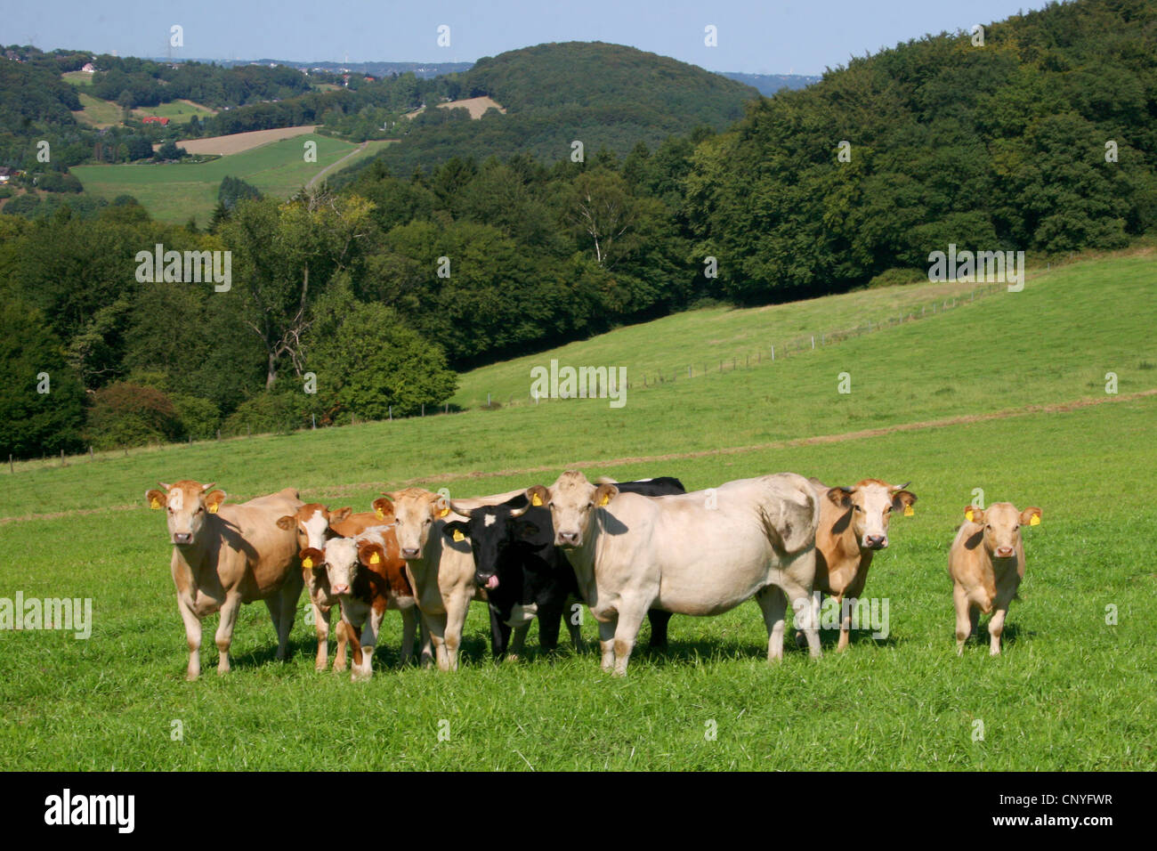Les bovins domestiques (Bos primigenius f. taurus), les vaches sur un pâturage dans région du Bergisches Land, Allemagne, Rhénanie du Nord-Westphalie Banque D'Images