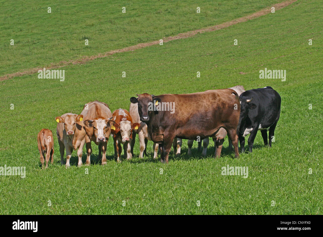 Les bovins domestiques (Bos primigenius f. taurus), les vaches sur un pâturage dans région du Bergisches Land, Allemagne, Rhénanie du Nord-Westphalie Banque D'Images
