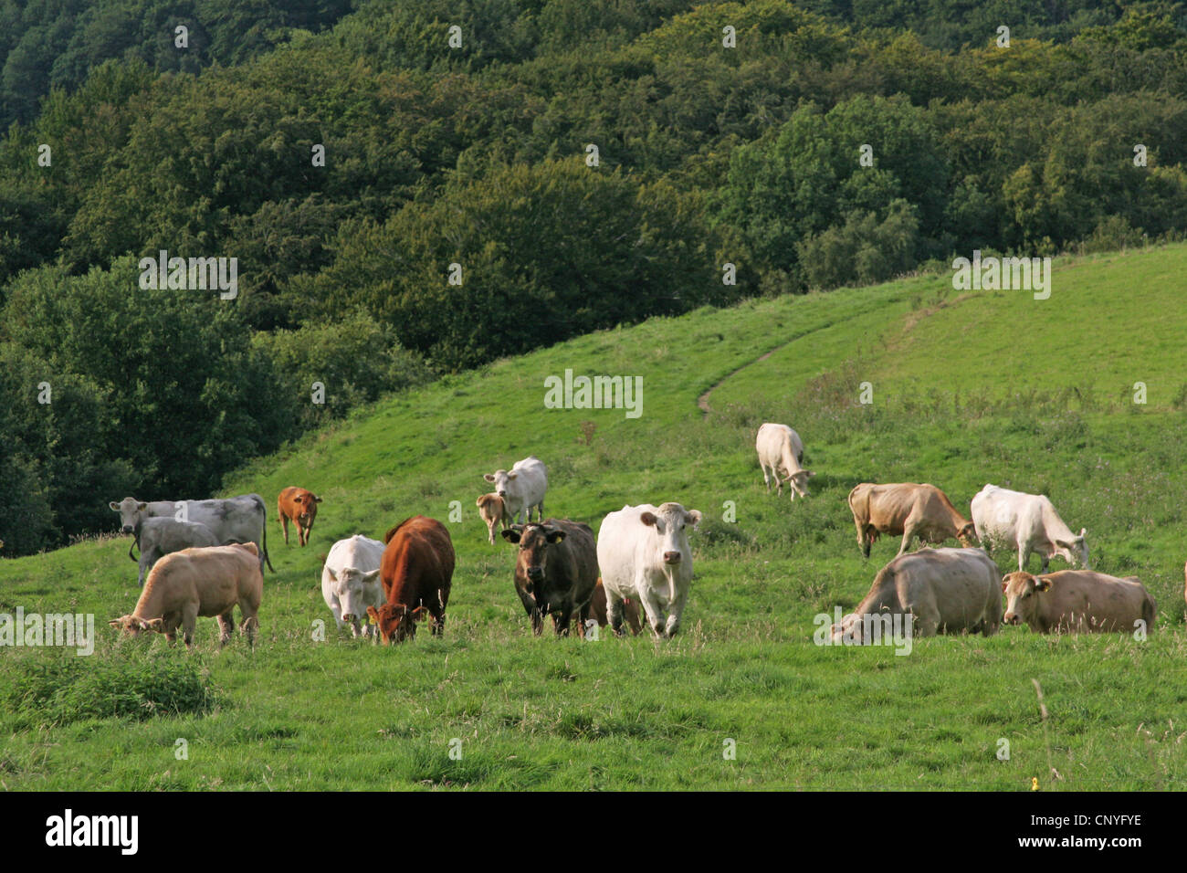 Les bovins domestiques (Bos primigenius f. taurus), les vaches sur un pâturage dans région du Bergisches Land, Allemagne, Rhénanie du Nord-Westphalie Banque D'Images