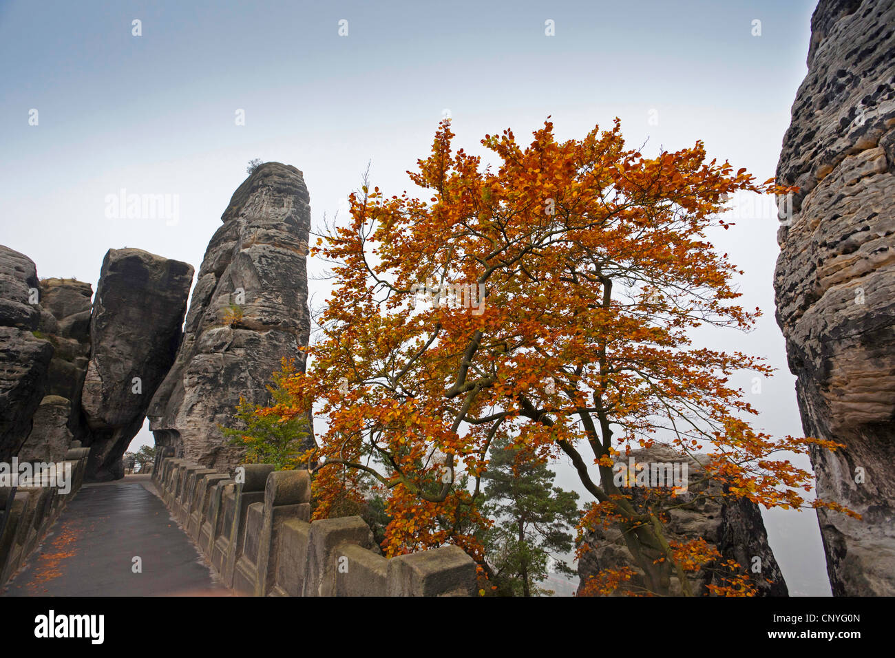 Formation rocheuse Bastei et Bastei pont dans le brouillard du matin, l'Allemagne, la Saxe, le Parc National de la Suisse saxonne Banque D'Images