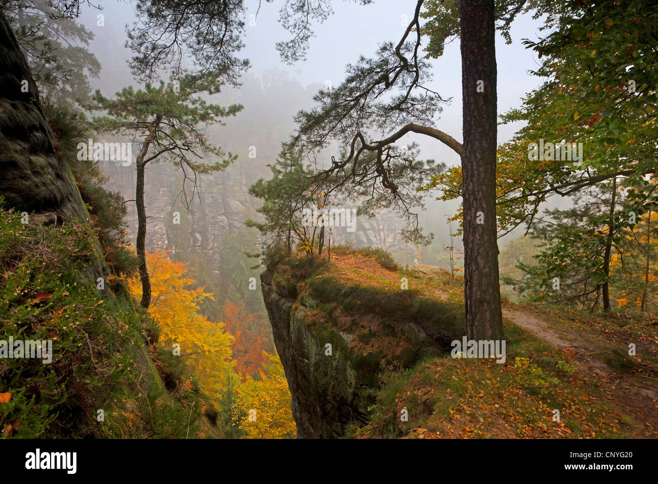 Bastei rock formation dans le brouillard du matin, l'Allemagne, la Saxe, le Parc National de la Suisse Saxonne, Rathen Banque D'Images