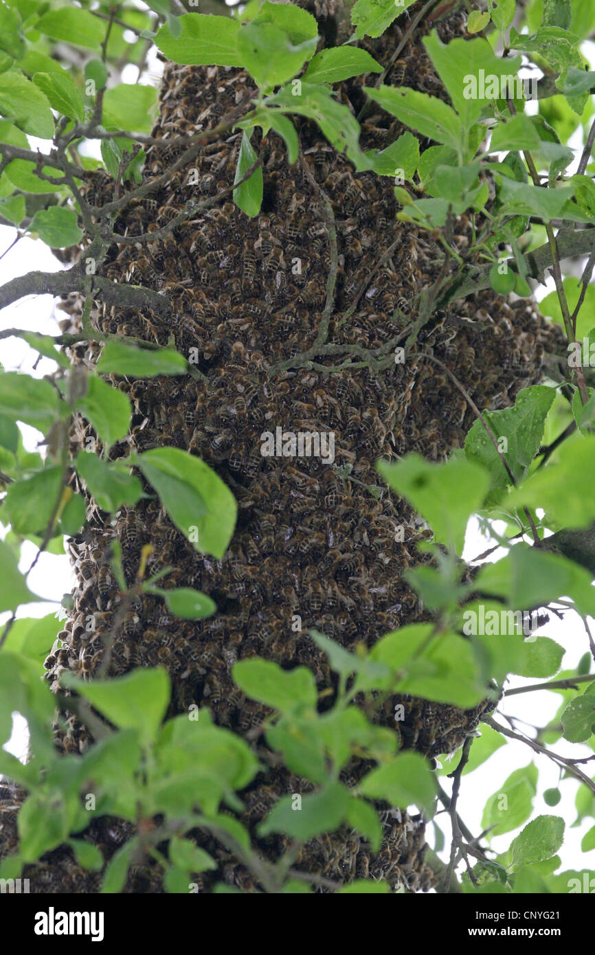 Carniola abeille (Apis mellifera carnica), l'essaim d'abeilles dans un pommier, Allemagne, Rhénanie du Nord-Westphalie Banque D'Images