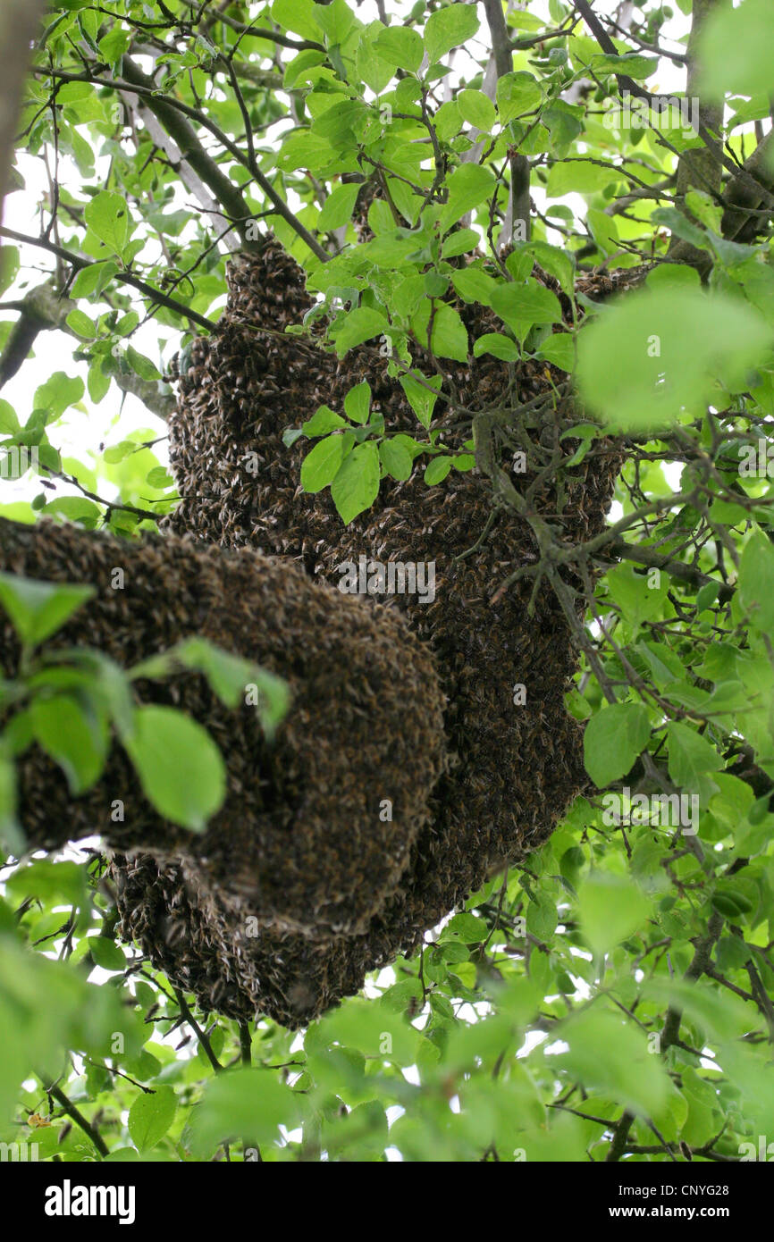 Carniola abeille (Apis mellifera carnica), l'essaim d'abeilles dans un pommier, Allemagne, Rhénanie du Nord-Westphalie Banque D'Images