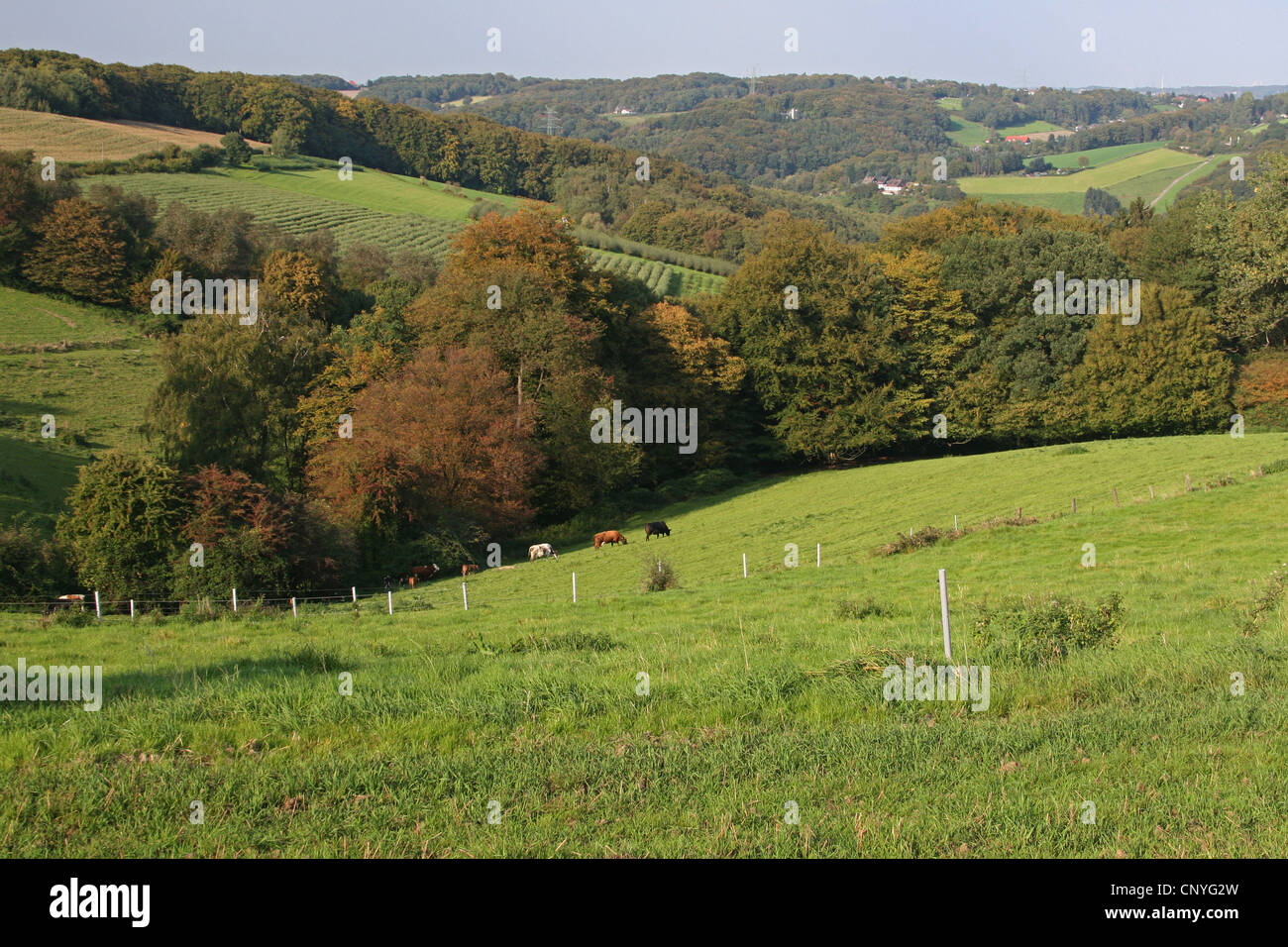 Dans la région de Bergisches Land landcape collection automne, Allemagne, Rhénanie du Nord-Westphalie Banque D'Images