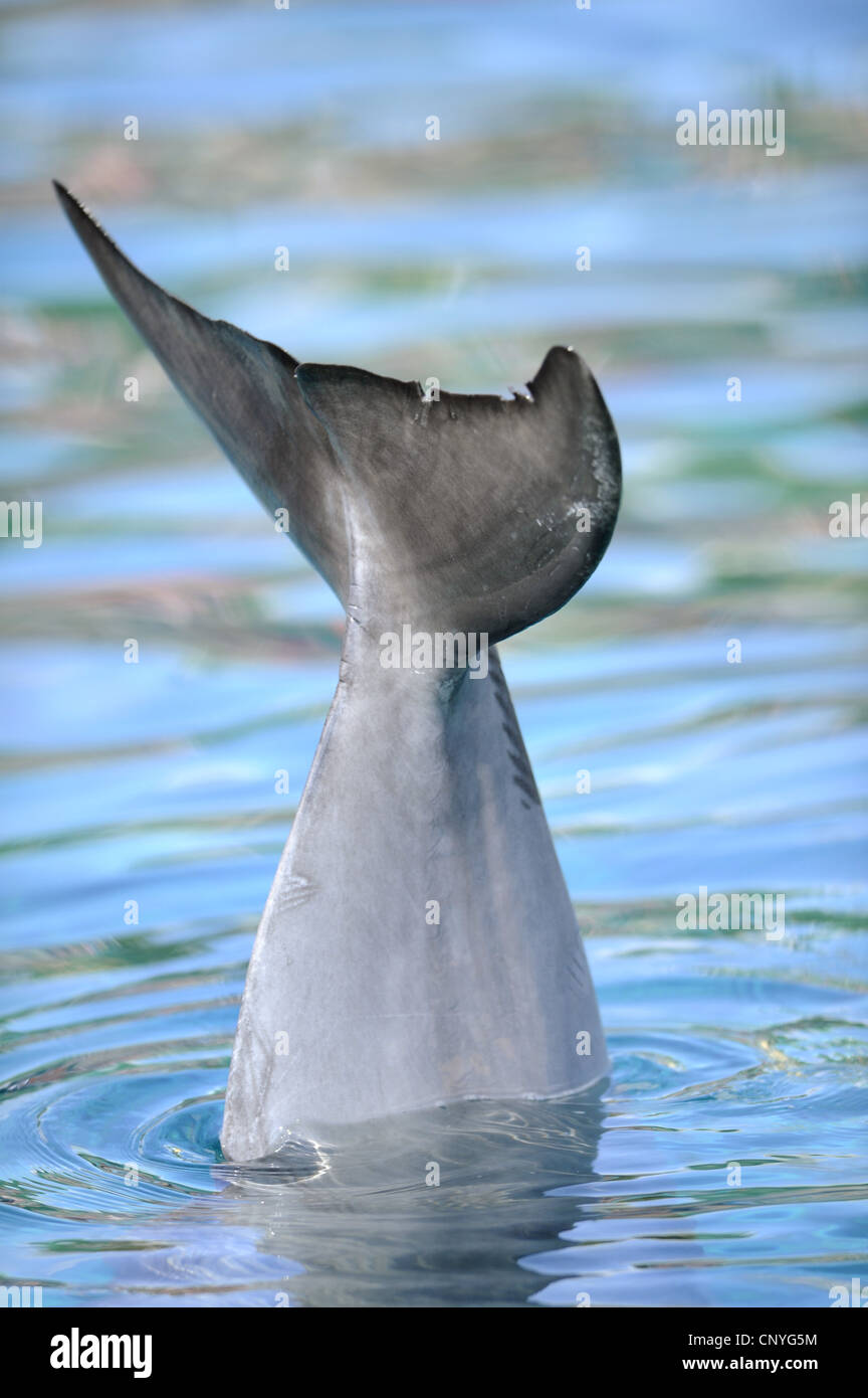 Bottlenosed dolphin, à nez de bouteille commun dauphin (Tursiops truncatus), queue Banque D'Images