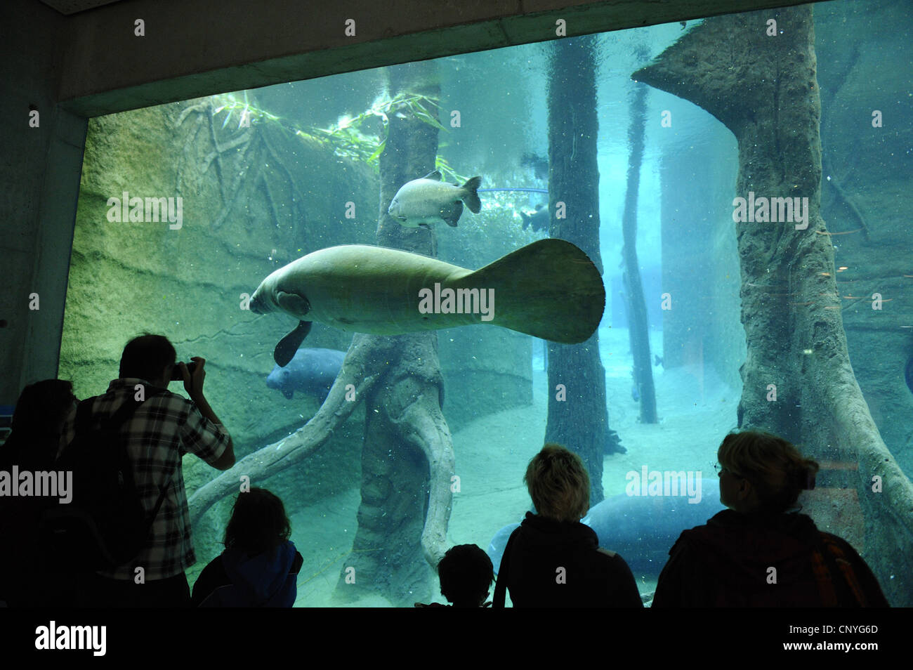 Lamantin des lamantins de Floride, Caraïbes, Antilles, lamantins (Trichechus manatus lamantin), les visiteurs à la recherche de lunettes à travers un aquarium Banque D'Images