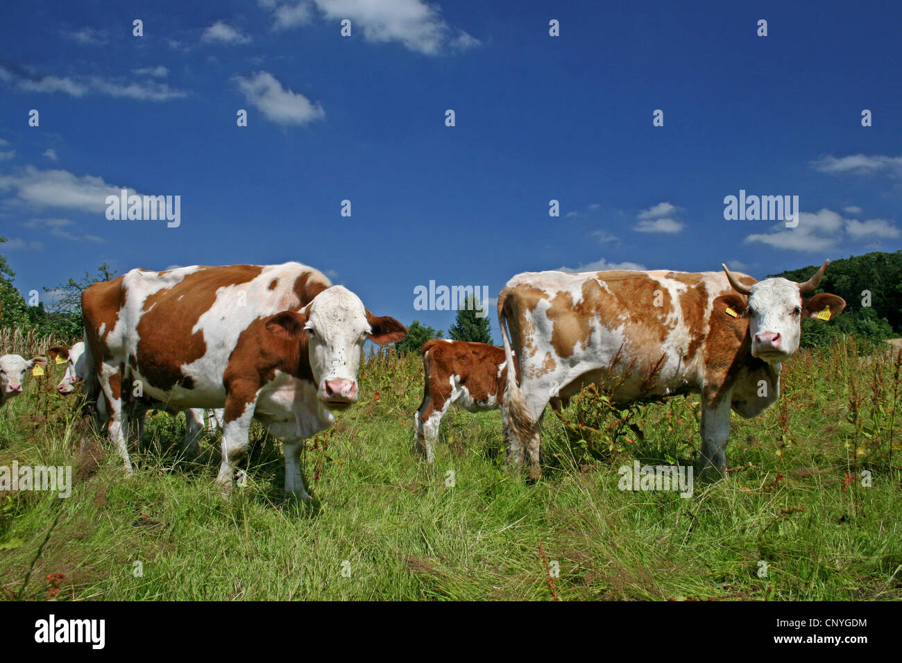 Les bovins domestiques (Bos primigenius f. taurus), vaches dans un pâturage dans région du Bergisches Land, Allemagne, Rhénanie du Nord-Westphalie Banque D'Images
