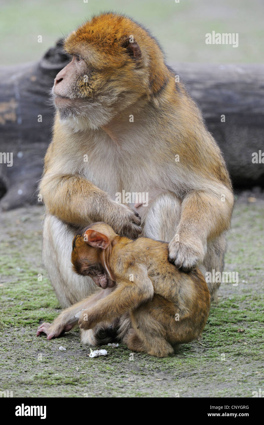 Singes de barbarie, barbary macaque (Macaca sylvanus), des profils avec pup, Maroc Banque D'Images