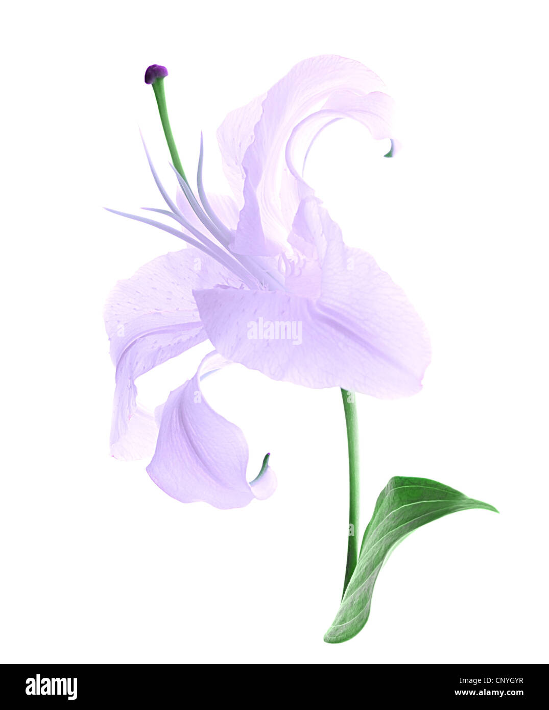 Belle fleur de lys violet isolé sur fond blanc Photo Stock - Alamy