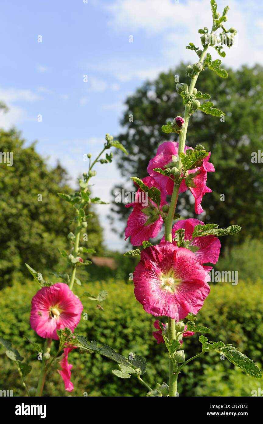 Holly Hock, rose trémière (Alcea rosea, Althaea rosea), blooming Banque D'Images