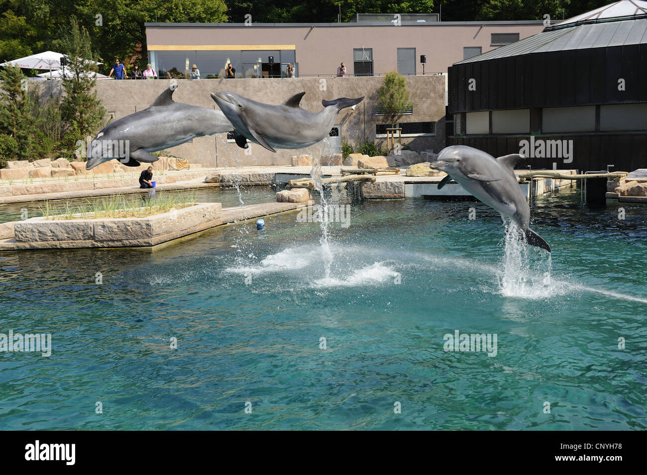 Bottlenosed dolphin, à nez de bouteille commun dauphin (Tursiops truncatus), trois dauphins dans un dolpinarium sautant de l'eau Banque D'Images