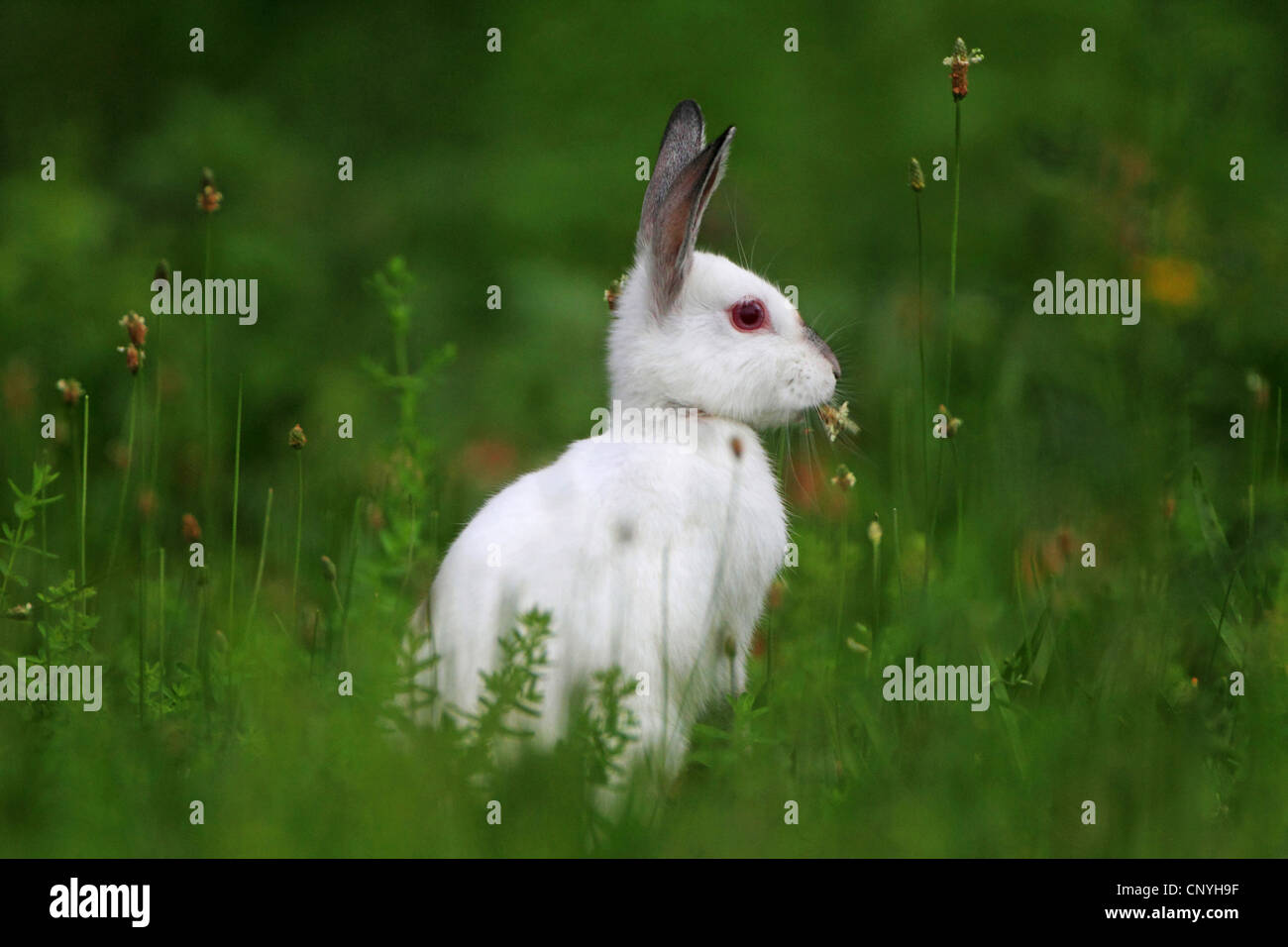 Lapin de garenne (Oryctolagus cuniculus), albino Banque D'Images