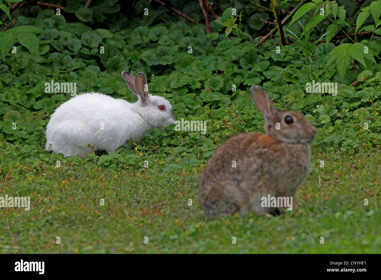 Lapin de garenne (Oryctolagus cuniculus), avec albino dans un pré, Allemagne Banque D'Images