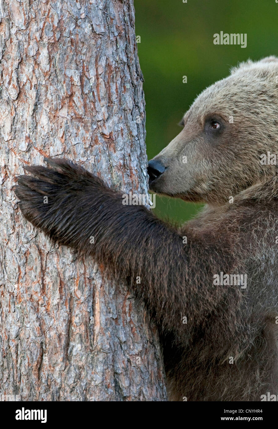 L'ours brun (Ursus arctos arctos), comité permanent errected dans un tronc de pin, la Finlande, l'Suomassalmi Banque D'Images
